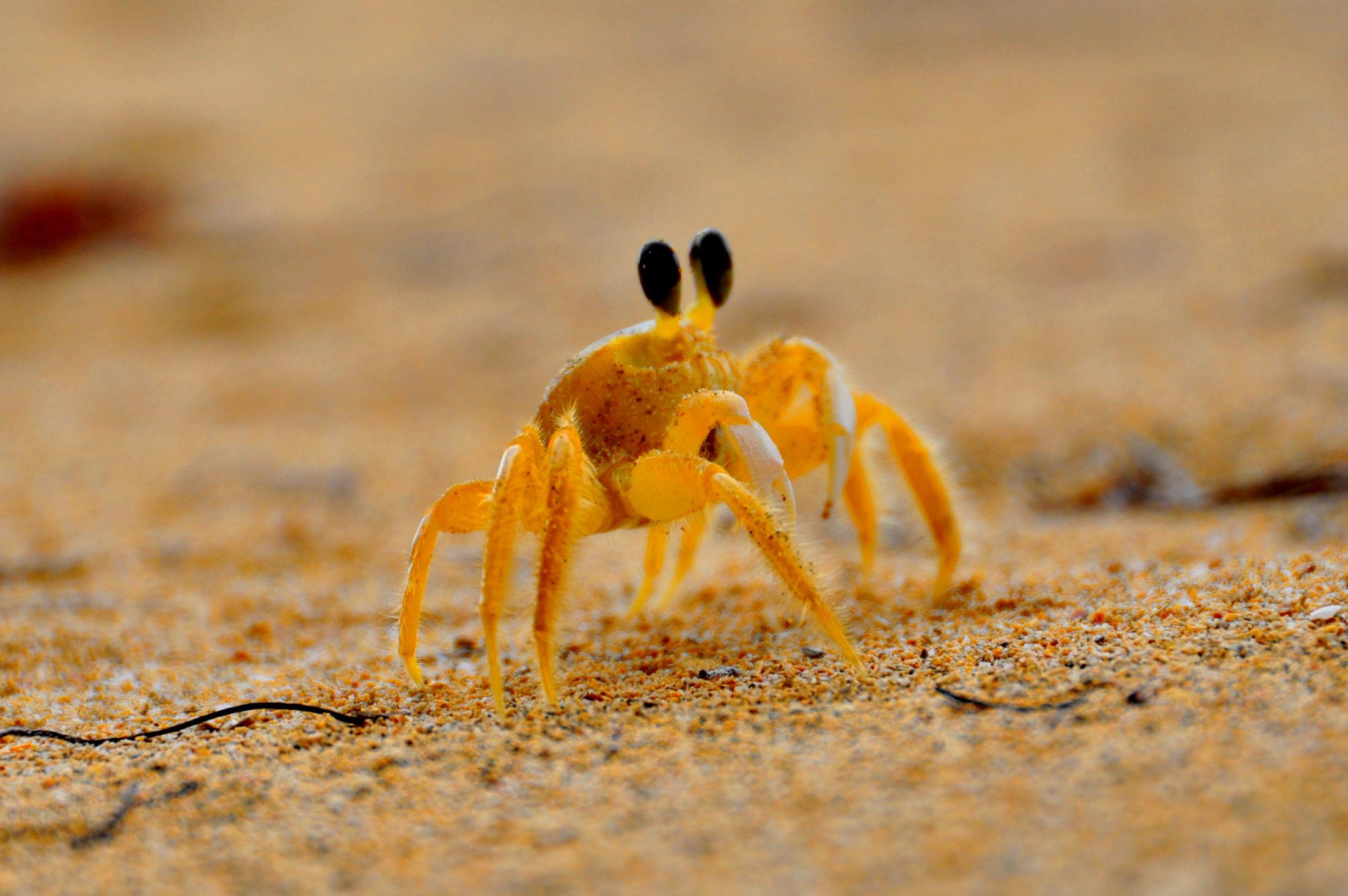 Crab Wallpapers Wallpaper Cave