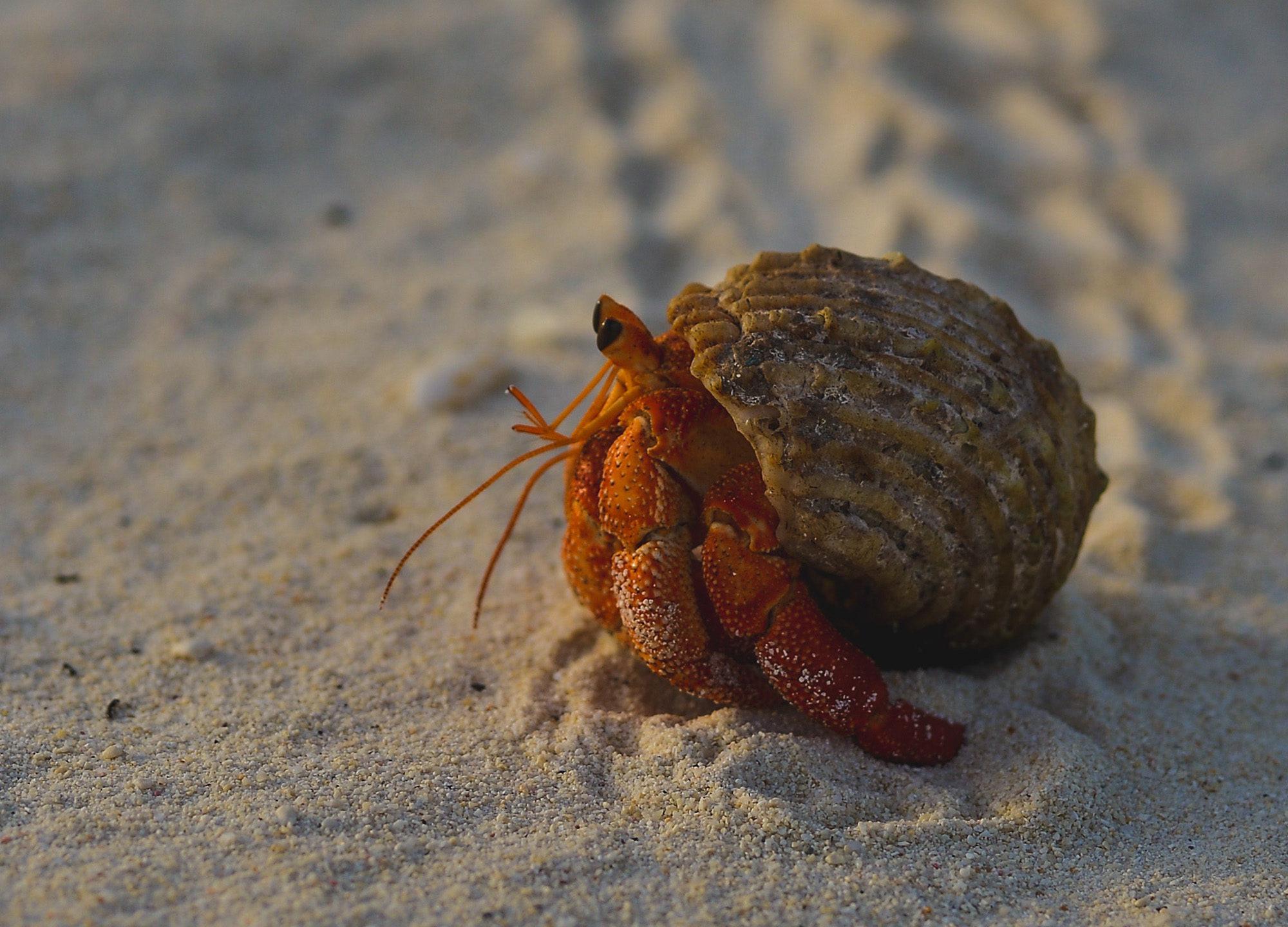 Crab Wallpapers Wallpaper Cave