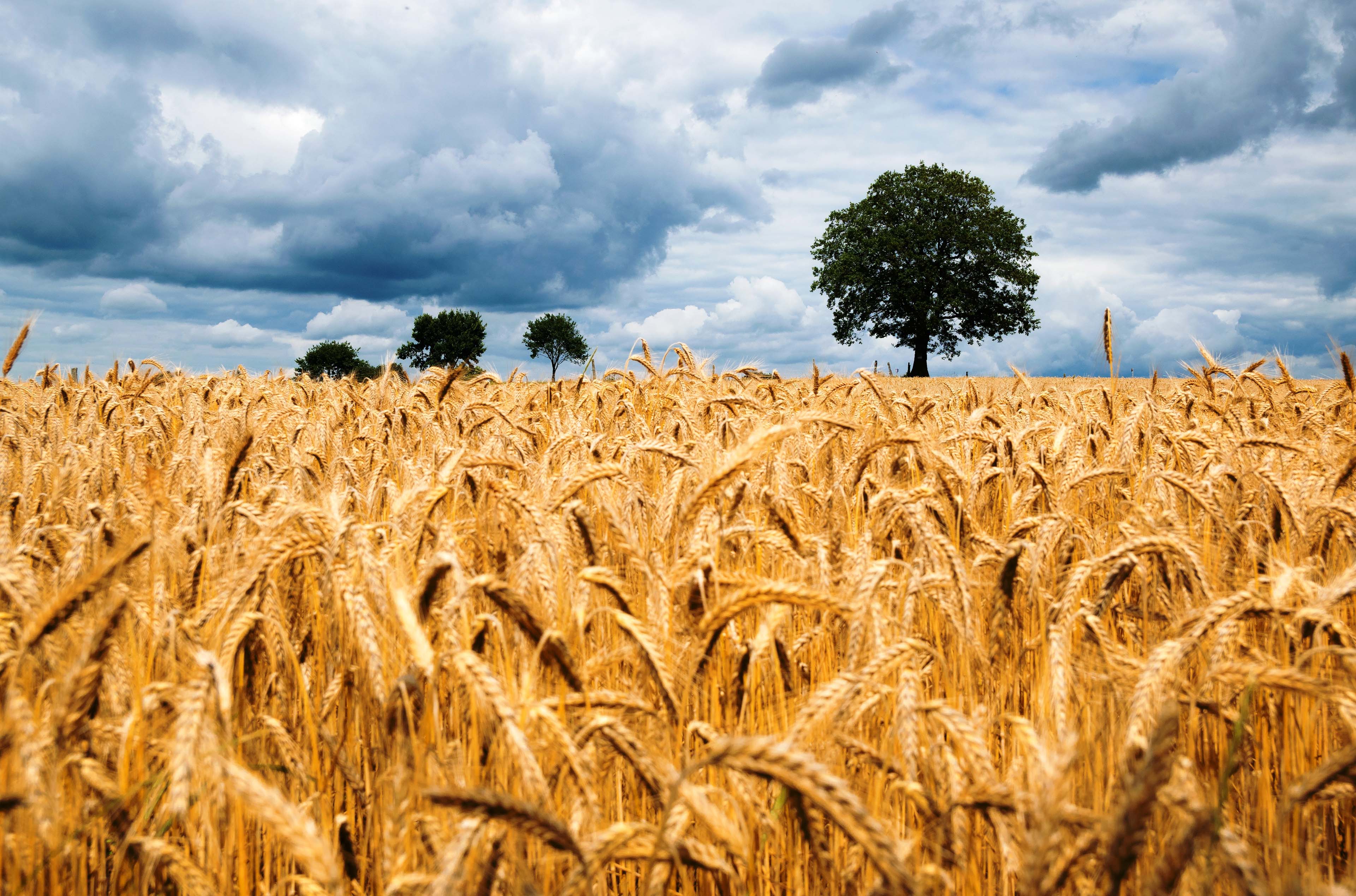 Agriculture Desktop Wallpapers Wallpaper Cave