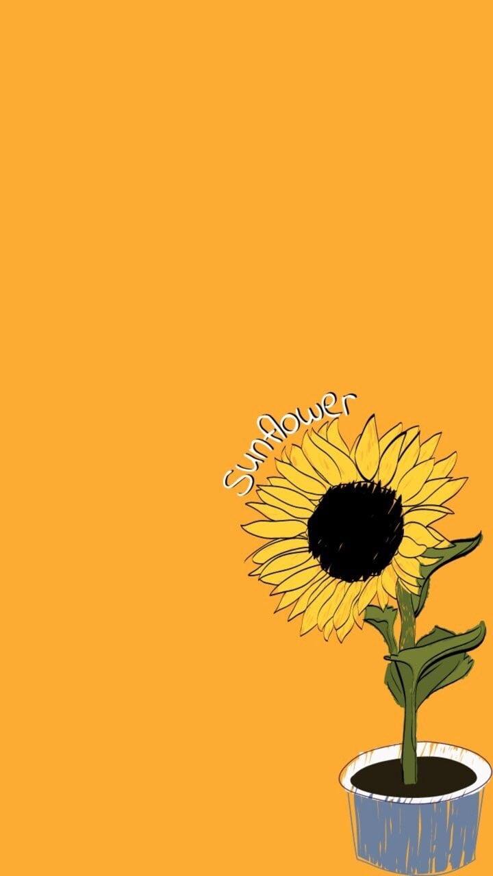 Aesthetic Sunflower Wallpapers Wallpaper Cave