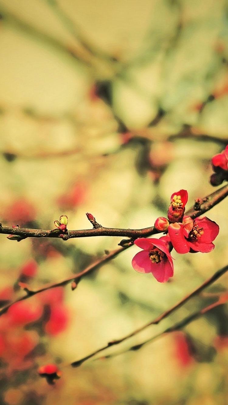 iPhone 13 Spring Time Wallpapers Wallpaper Cave