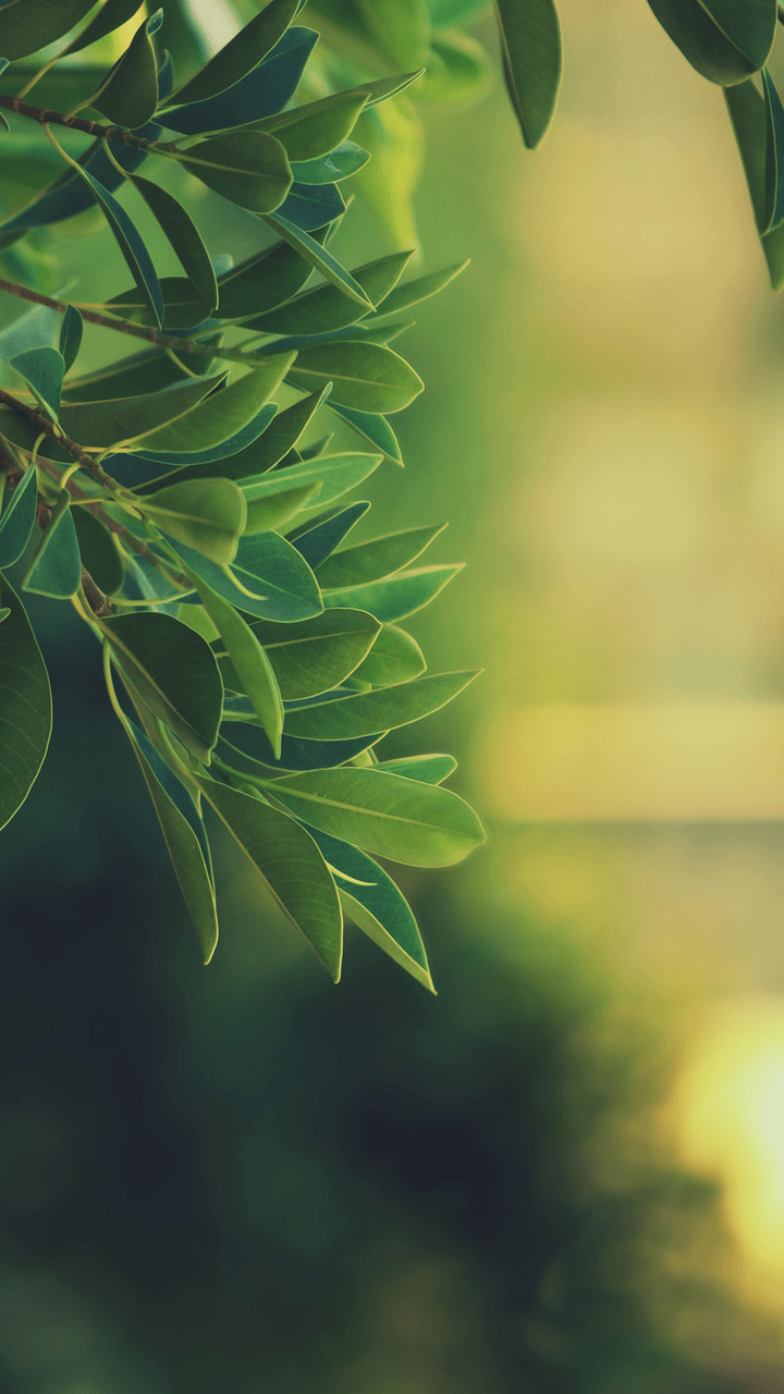 Nature Green Phone Wallpapers Wallpaper Cave