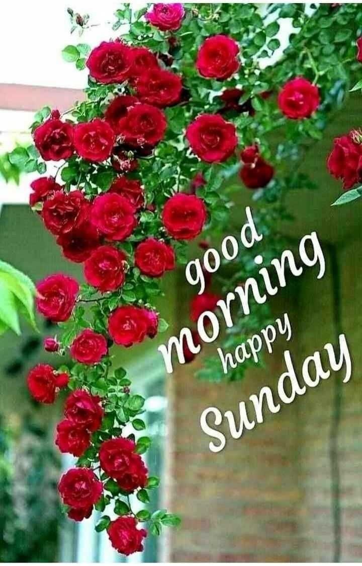 Top Collection of 999+ Good Morning Happy Sunday HD Images in Full 4K