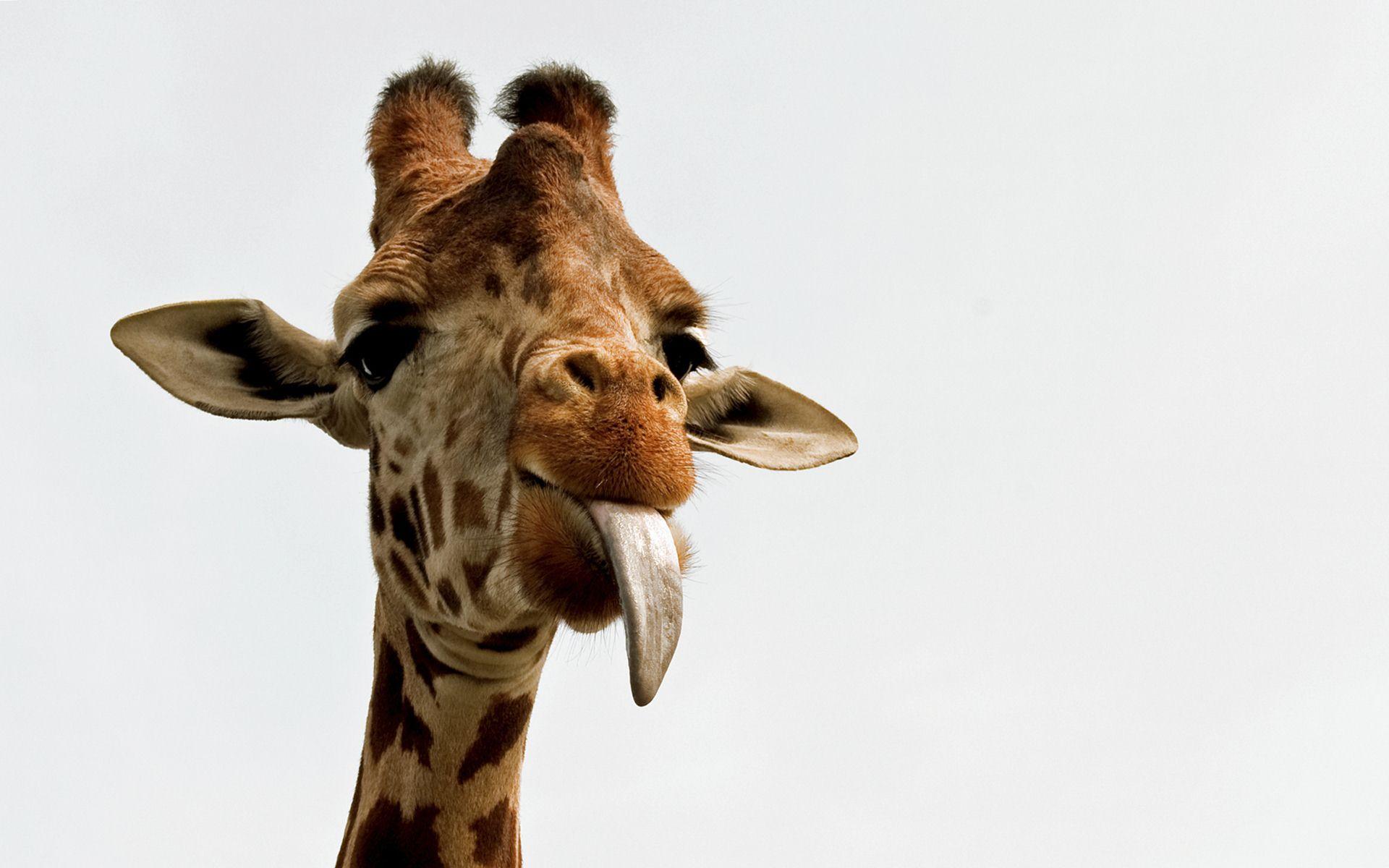 Funny Giraffes Wallpapers Wallpaper Cave