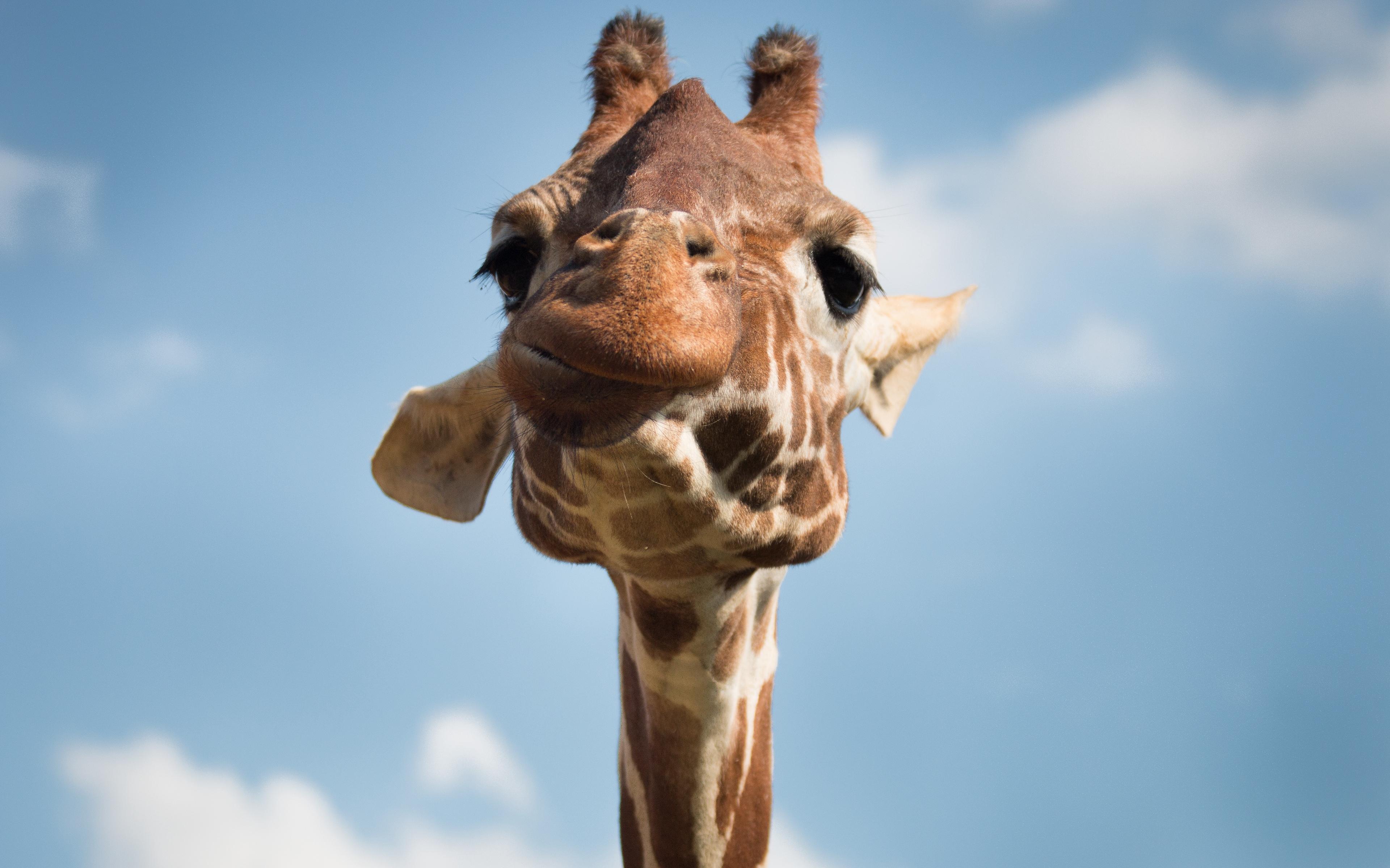 Funny Giraffes Wallpapers Wallpaper Cave