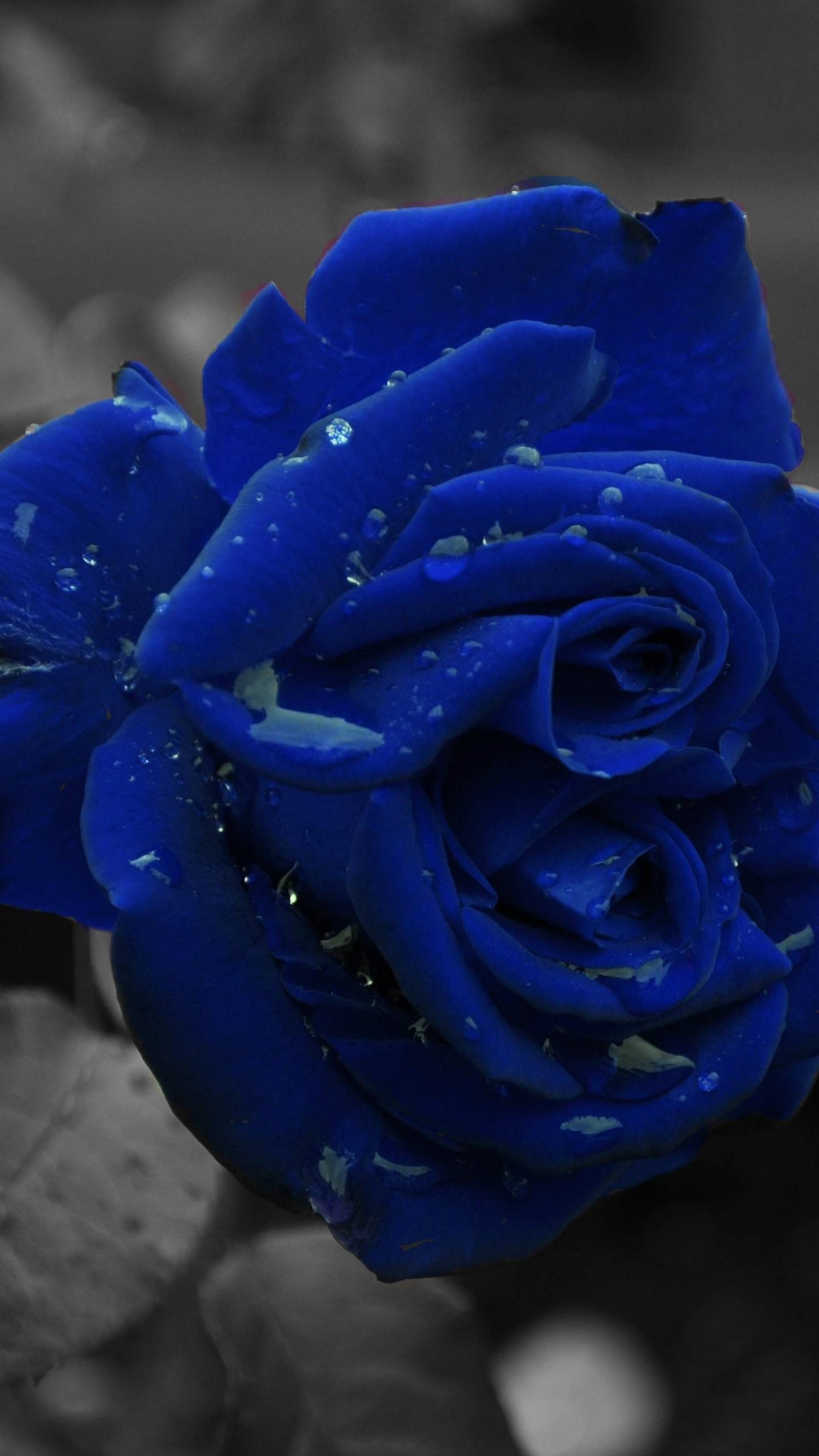 Beautiful Blue Rose Desktop Wallpapers Wallpaper Cave
