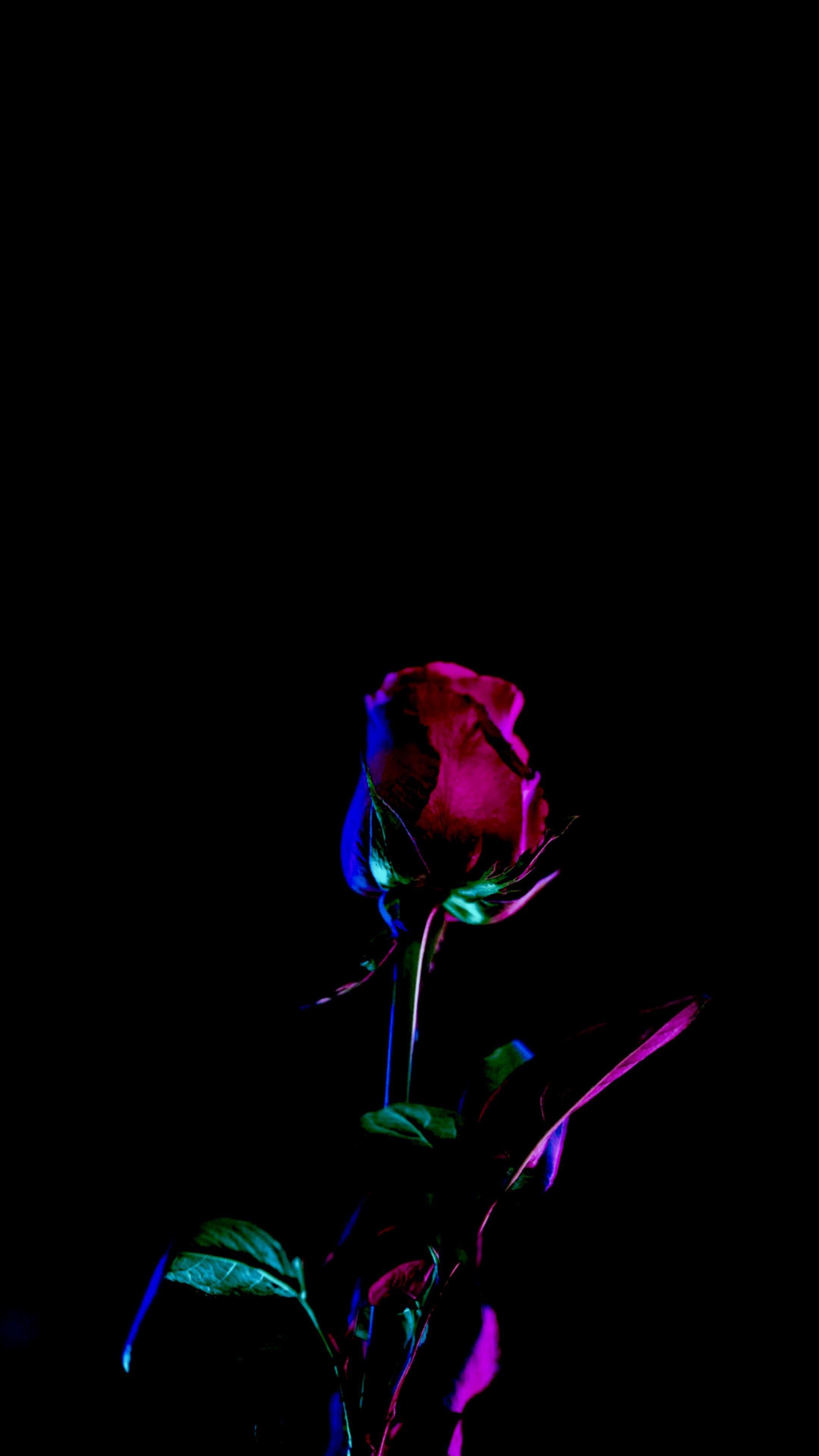 4k Super Amoled Flower Wallpapers Wallpaper Cave