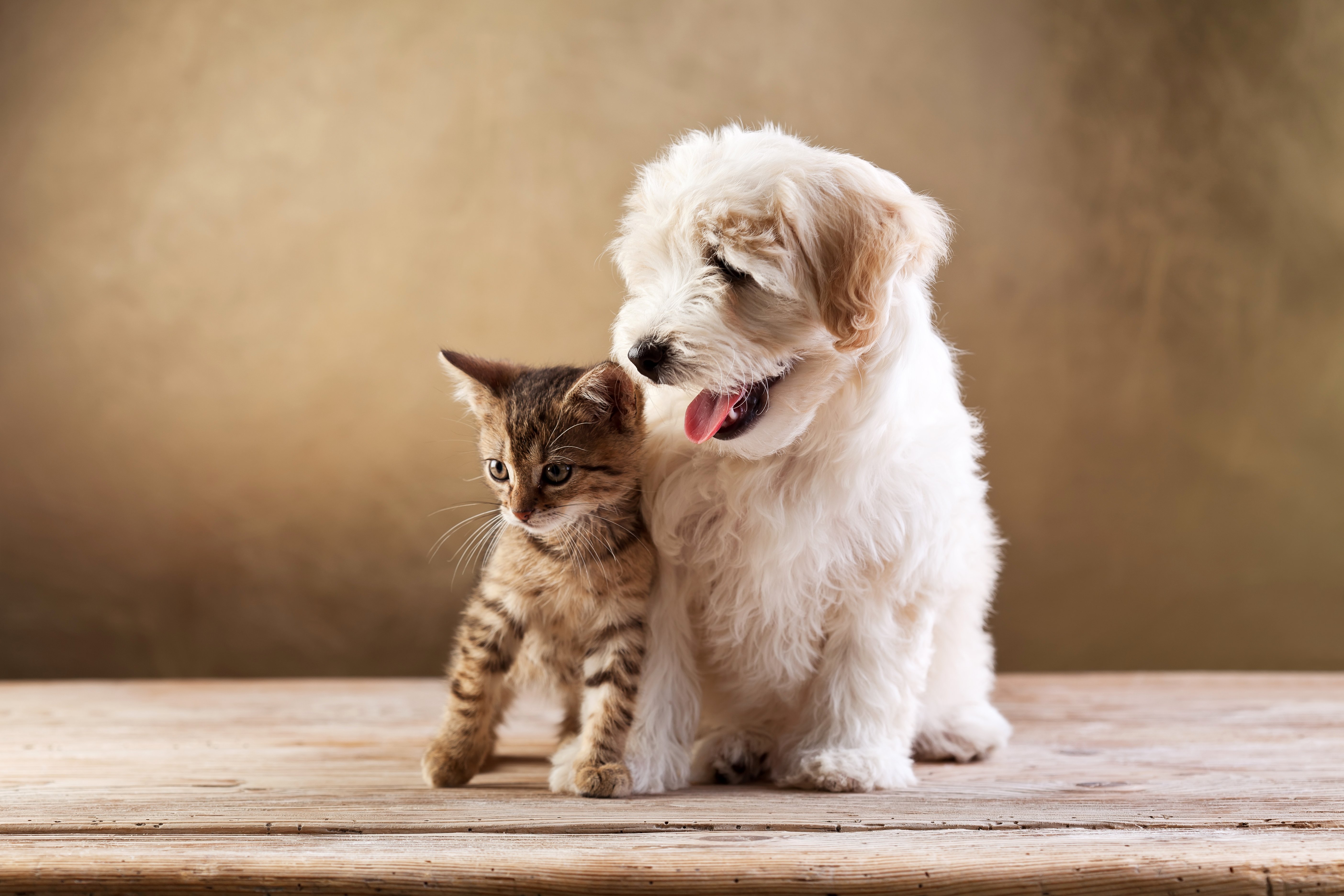 Baby Cats And Dogs Wallpapers Wallpaper Cave