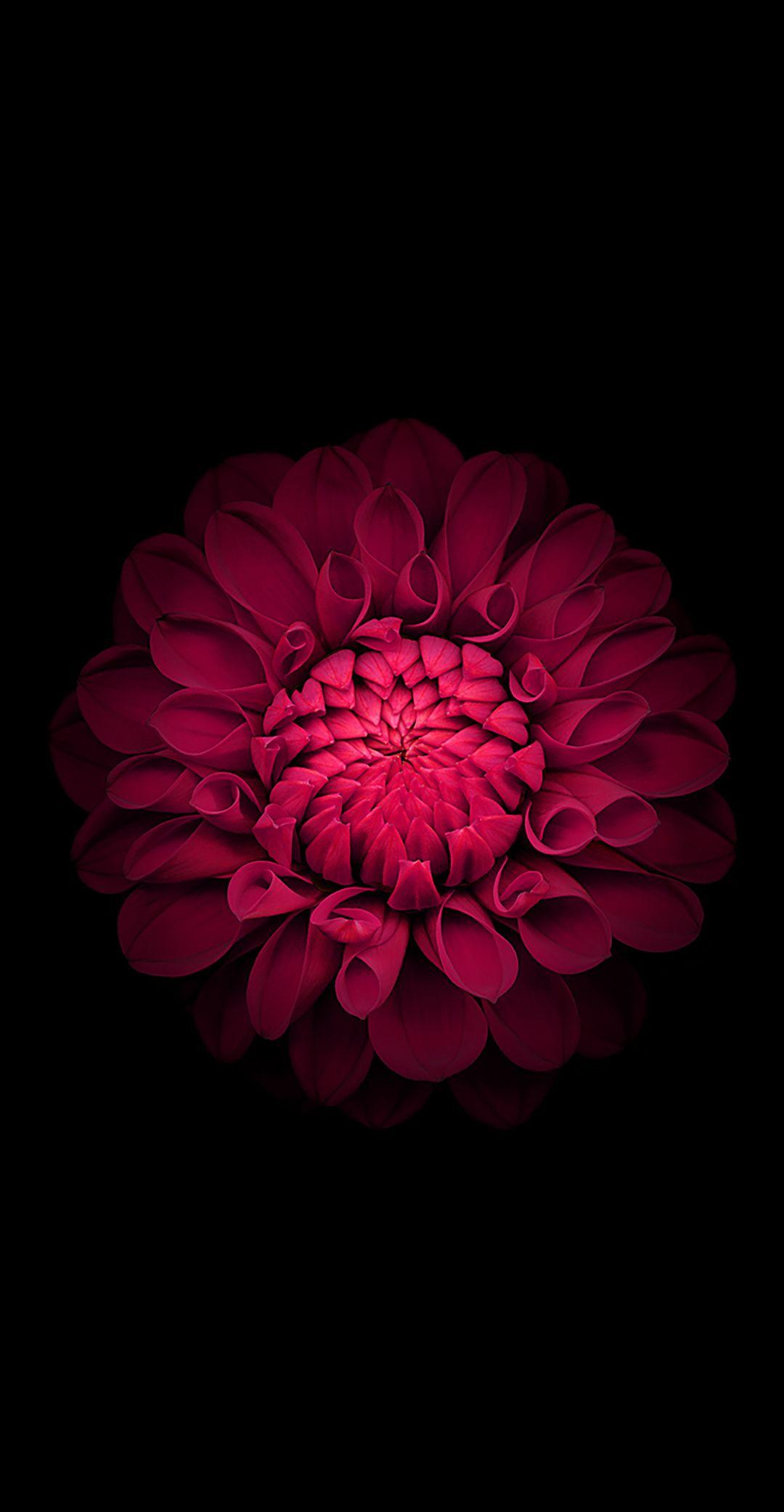 4k Super Amoled Flower Wallpapers Wallpaper Cave