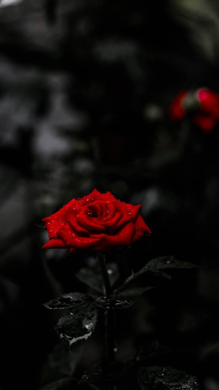 Amoled Rose Wallpapers Wallpaper Cave