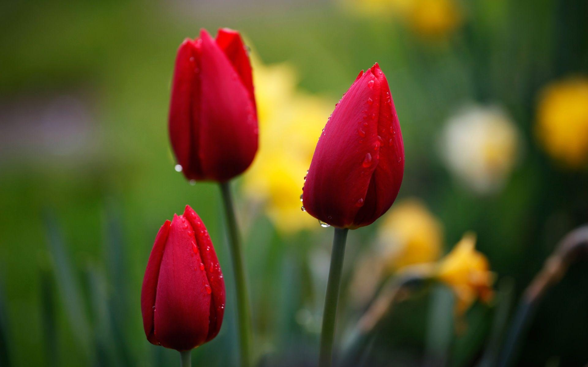 Red Tulips Wallpapers Wallpaper Cave