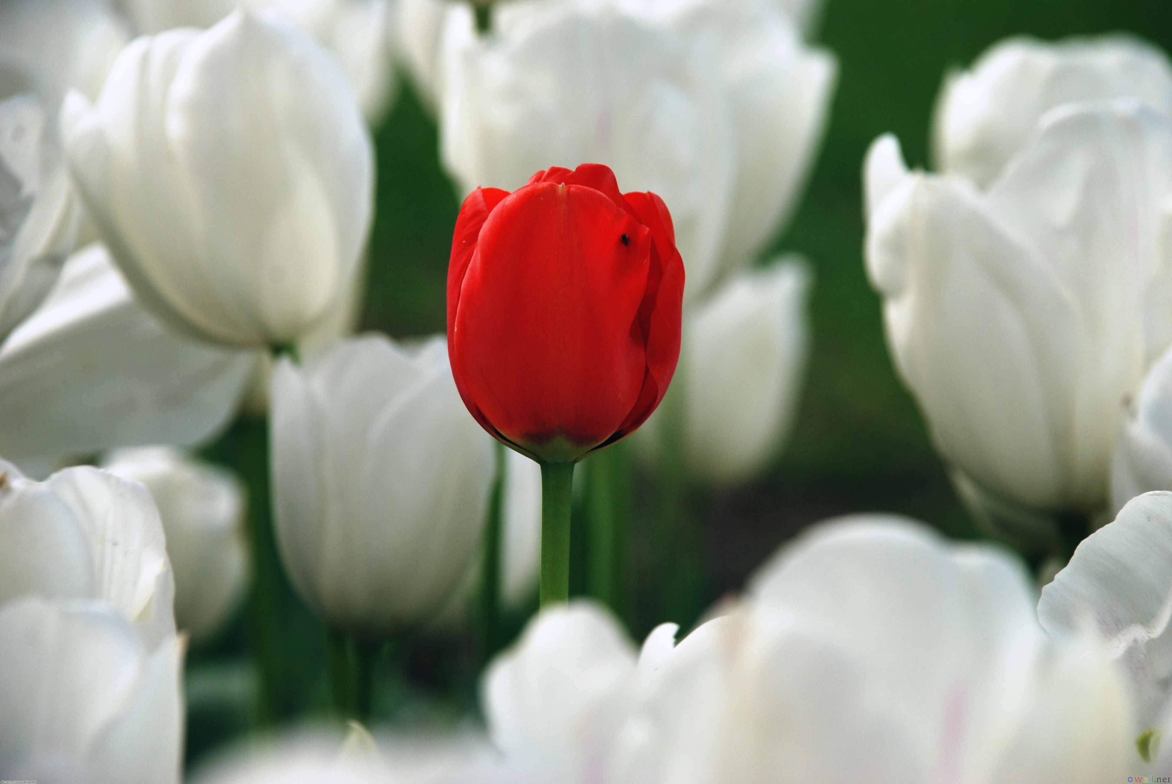 Red Tulips Wallpapers Wallpaper Cave