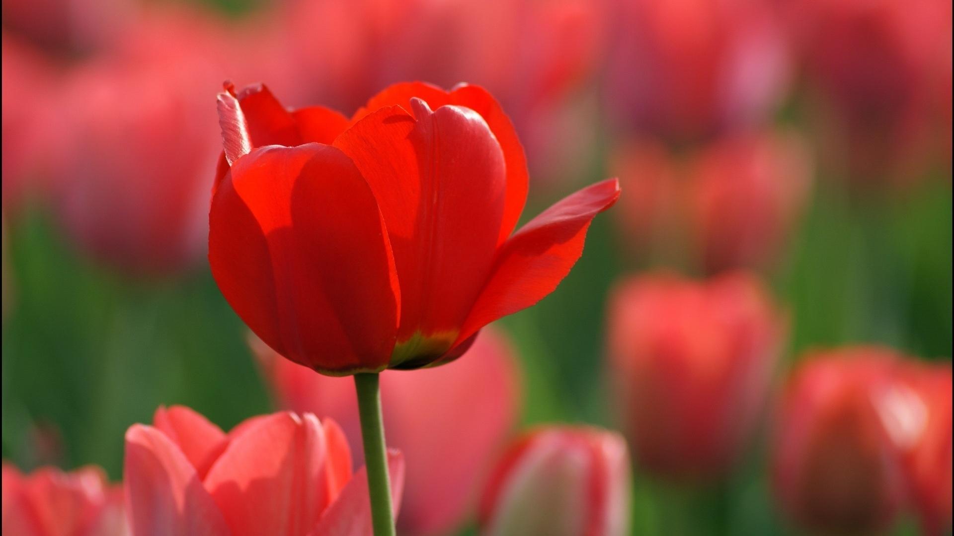 Red Tulips Wallpapers Wallpaper Cave