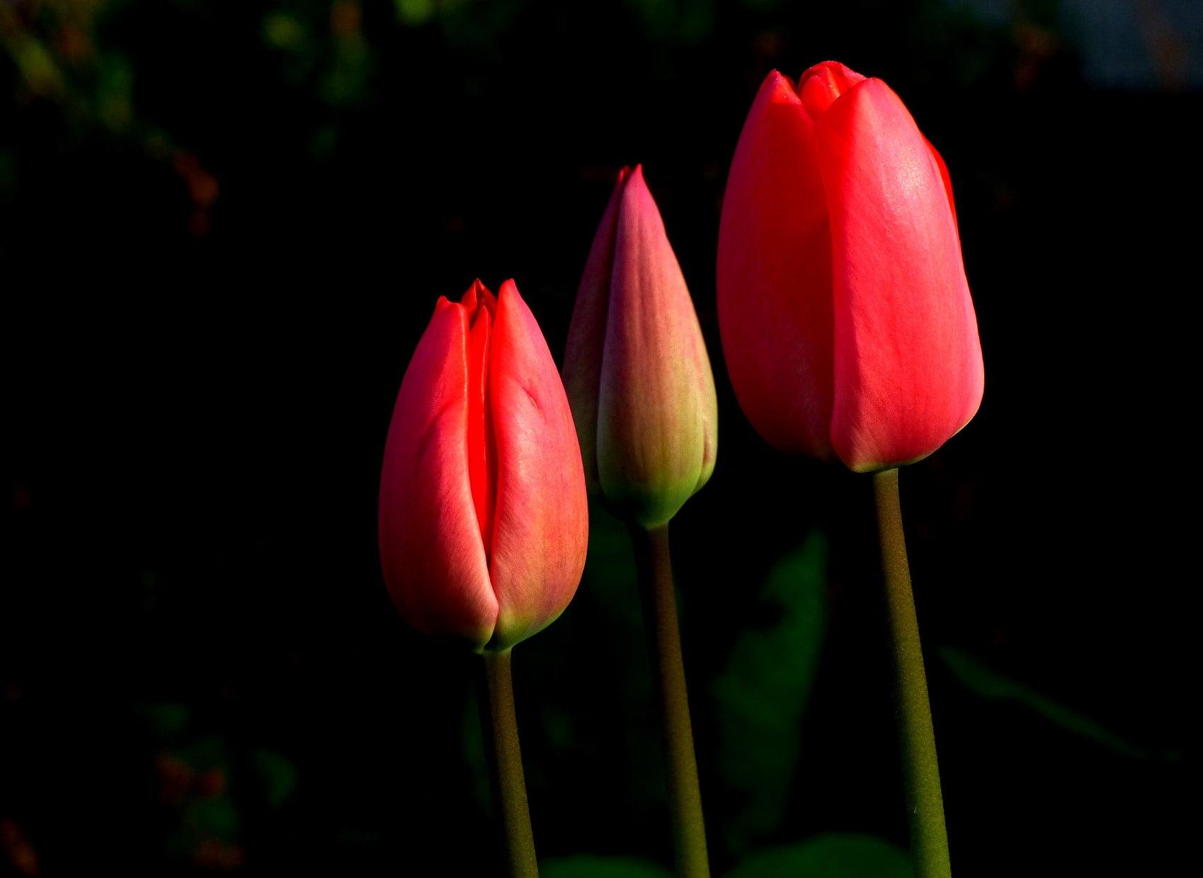 Red Tulips Wallpapers Wallpaper Cave