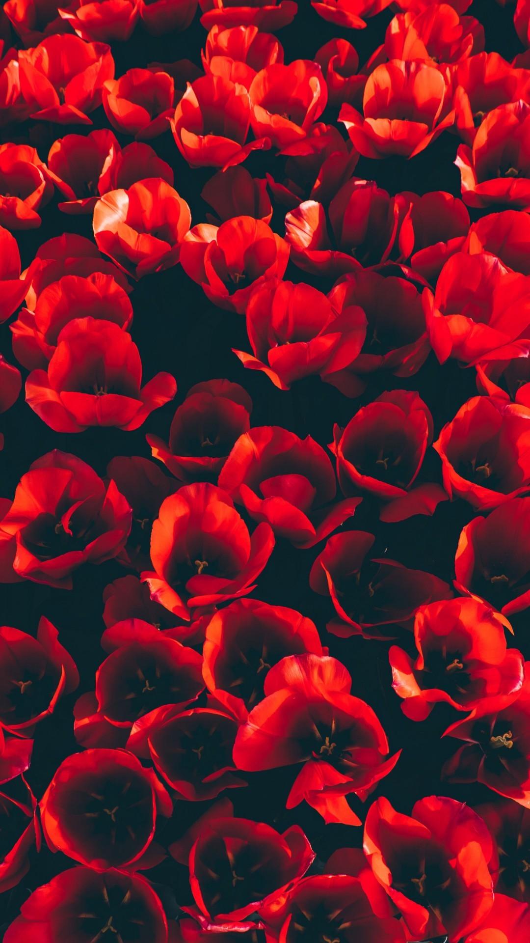 Red Tulips Wallpapers Wallpaper Cave