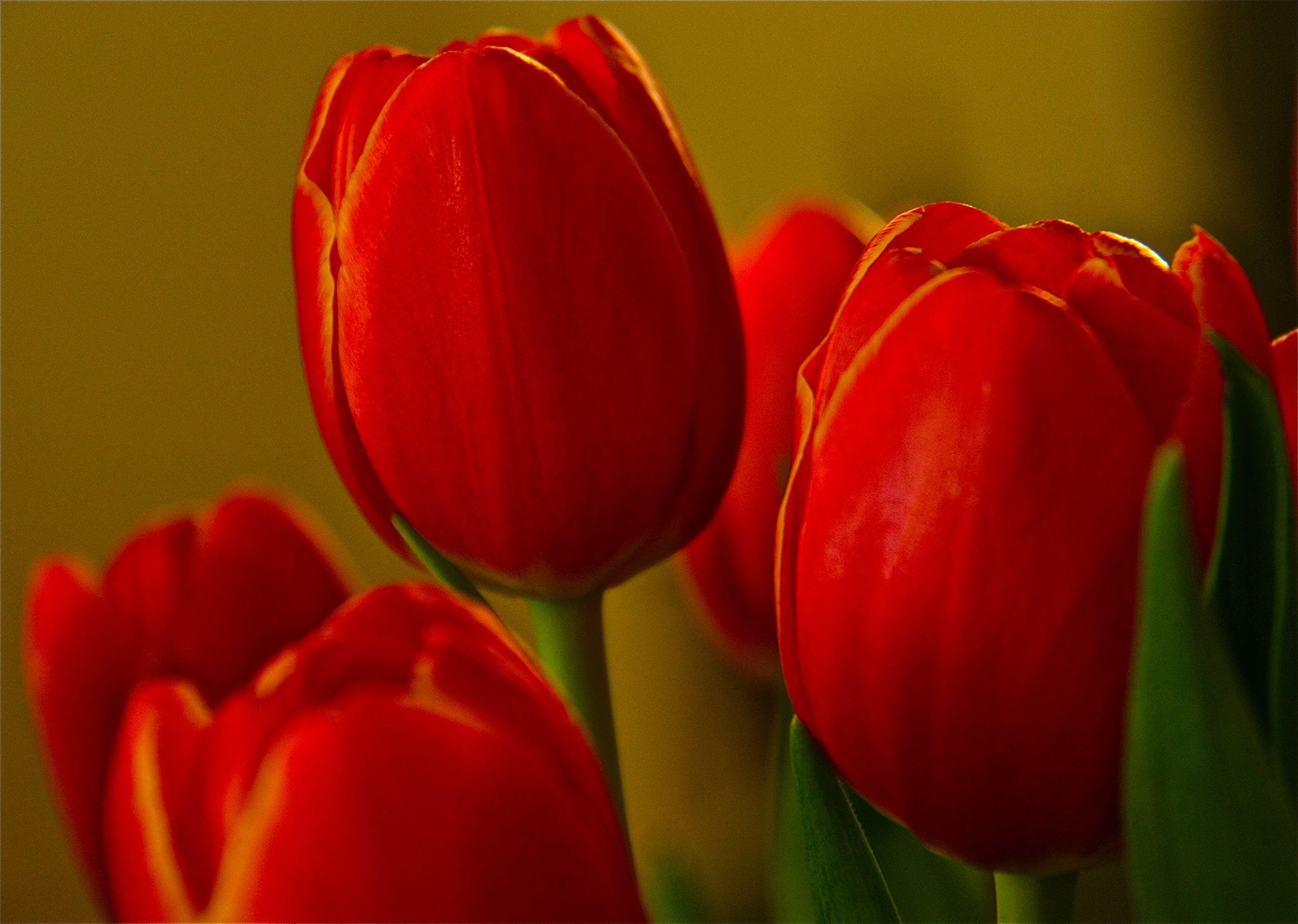 Red Tulips Wallpapers Wallpaper Cave