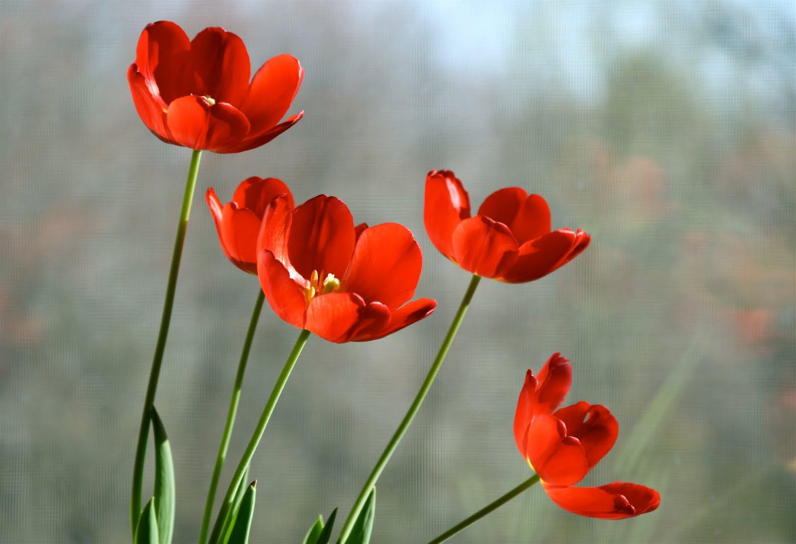 Red Tulips Wallpapers Wallpaper Cave
