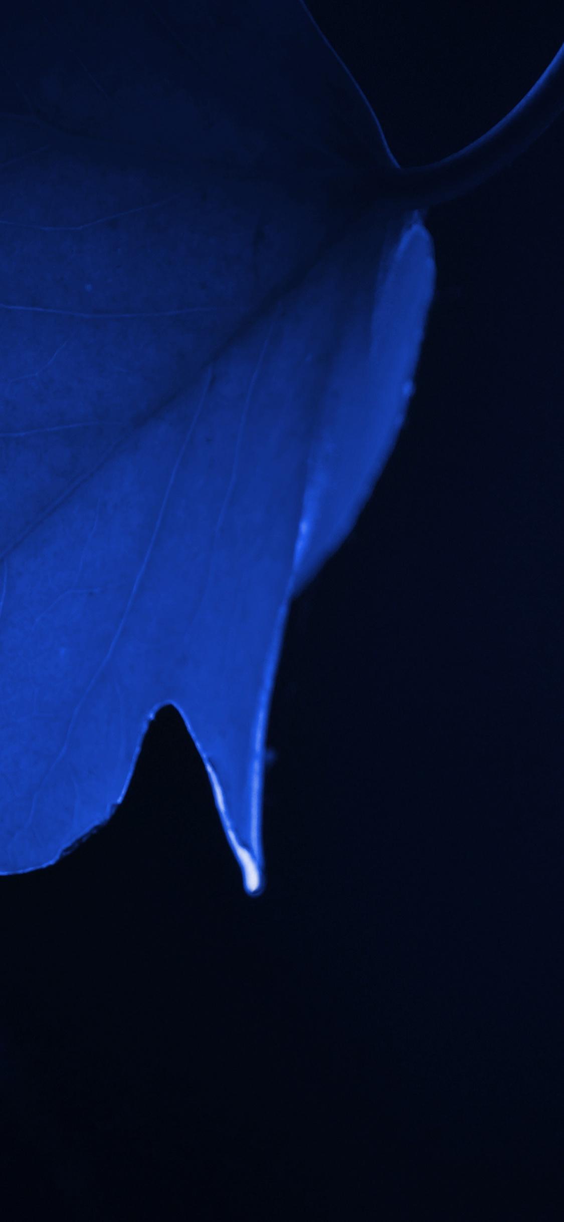 Blue Leaf iPhone Wallpapers Wallpaper Cave
