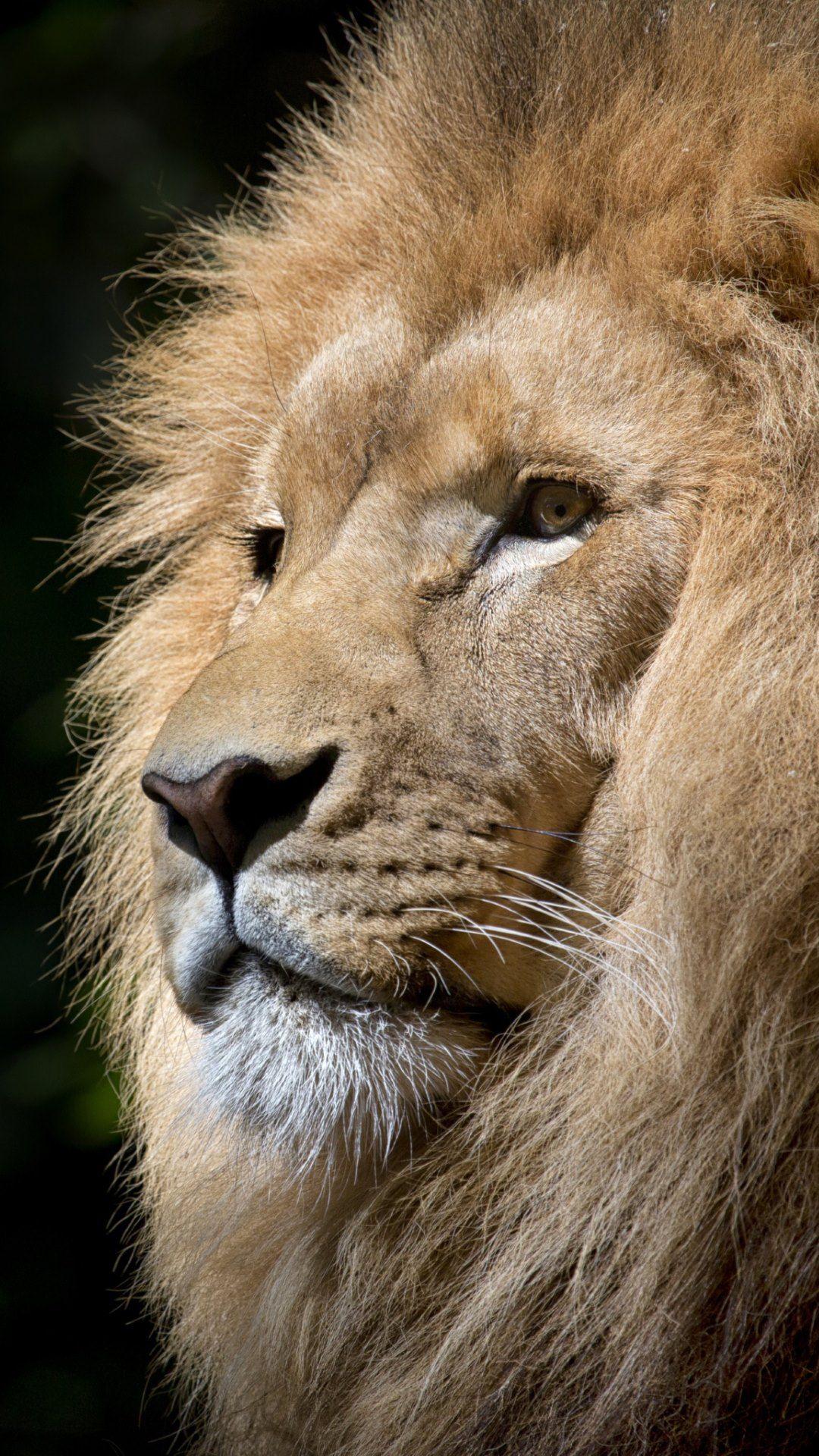 Lion 4k Wallpapers Wallpaper Cave