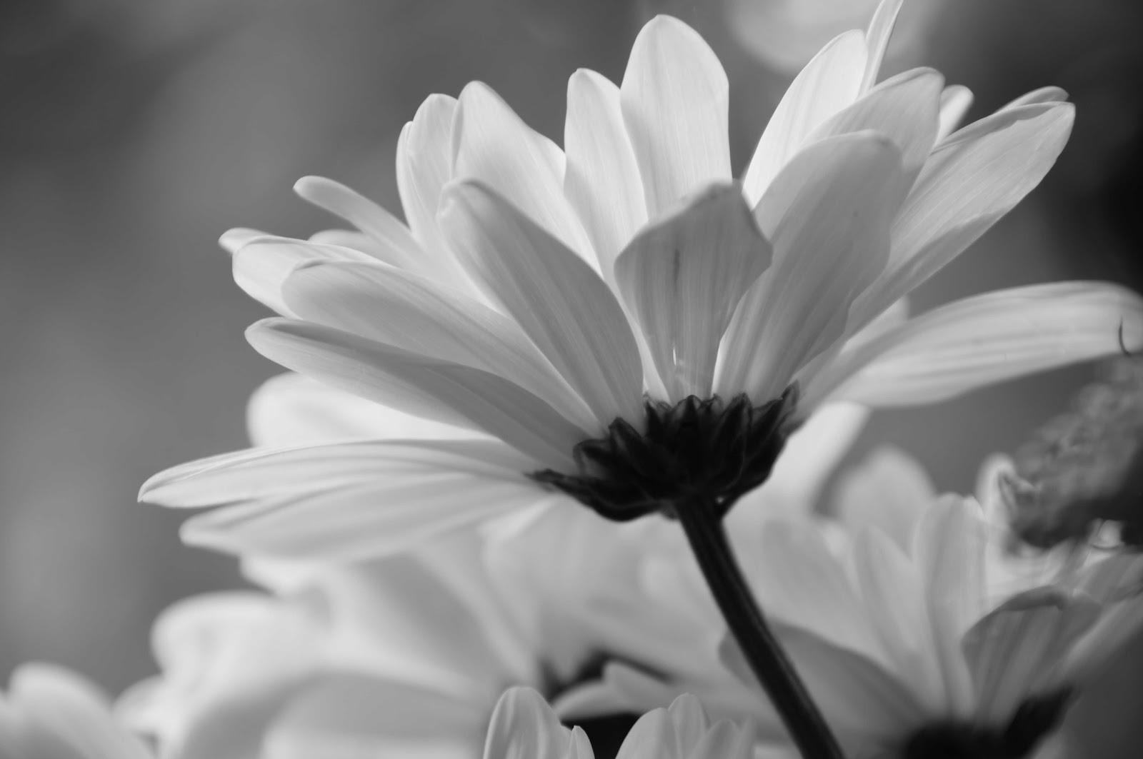 Black And White Daisy Tumblr Wallpapers Wallpaper Cave