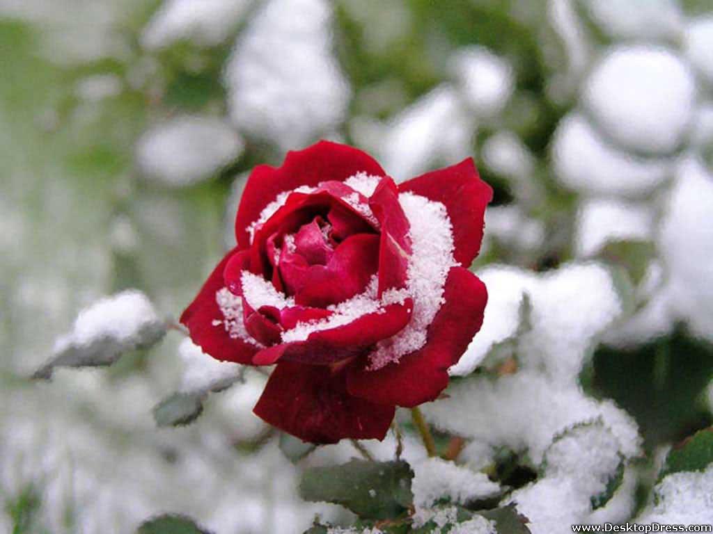 Rose In The Snow Wallpapers Wallpaper Cave