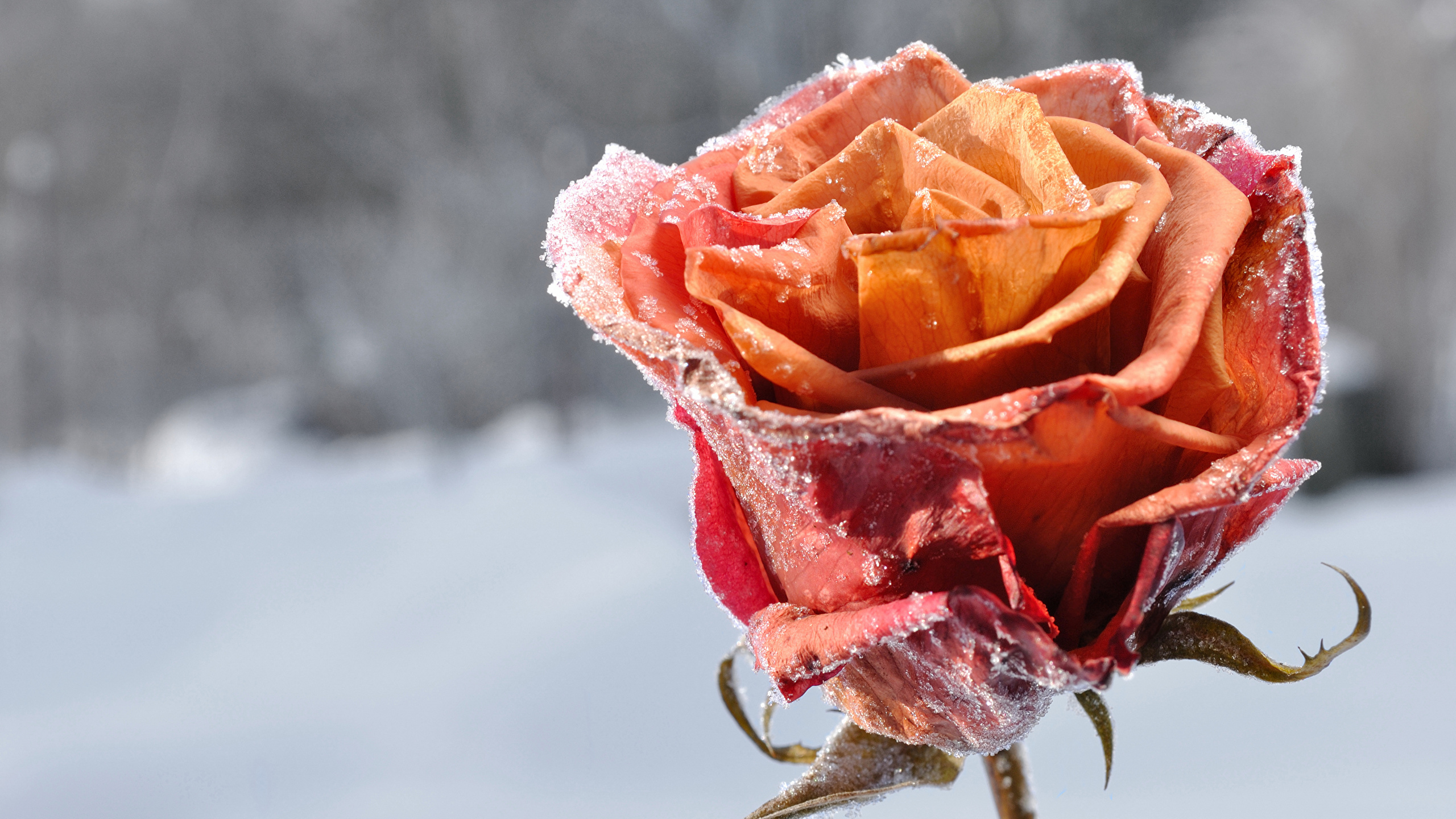 Rose In The Snow Wallpapers Wallpaper Cave