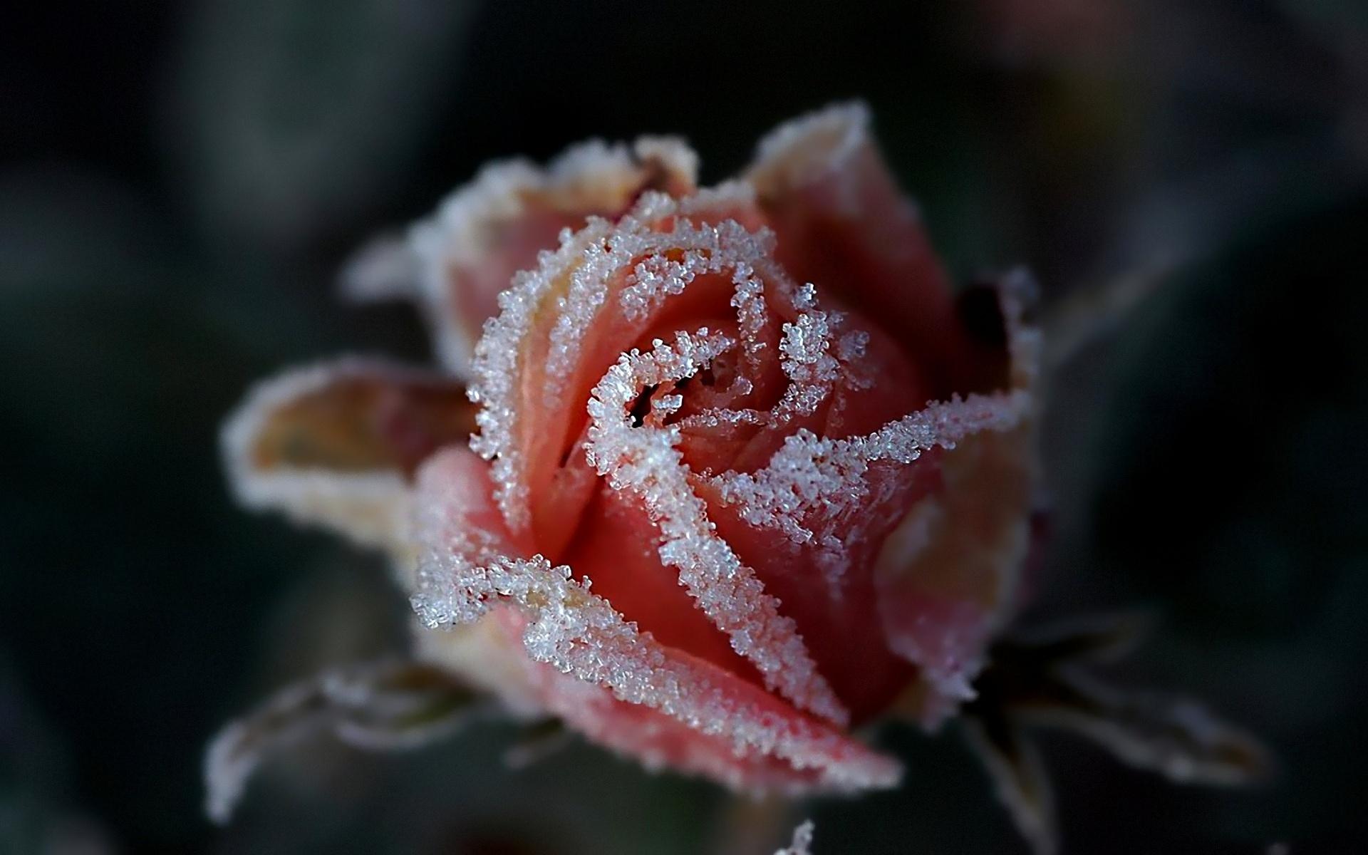 Rose In The Snow Wallpapers Wallpaper Cave