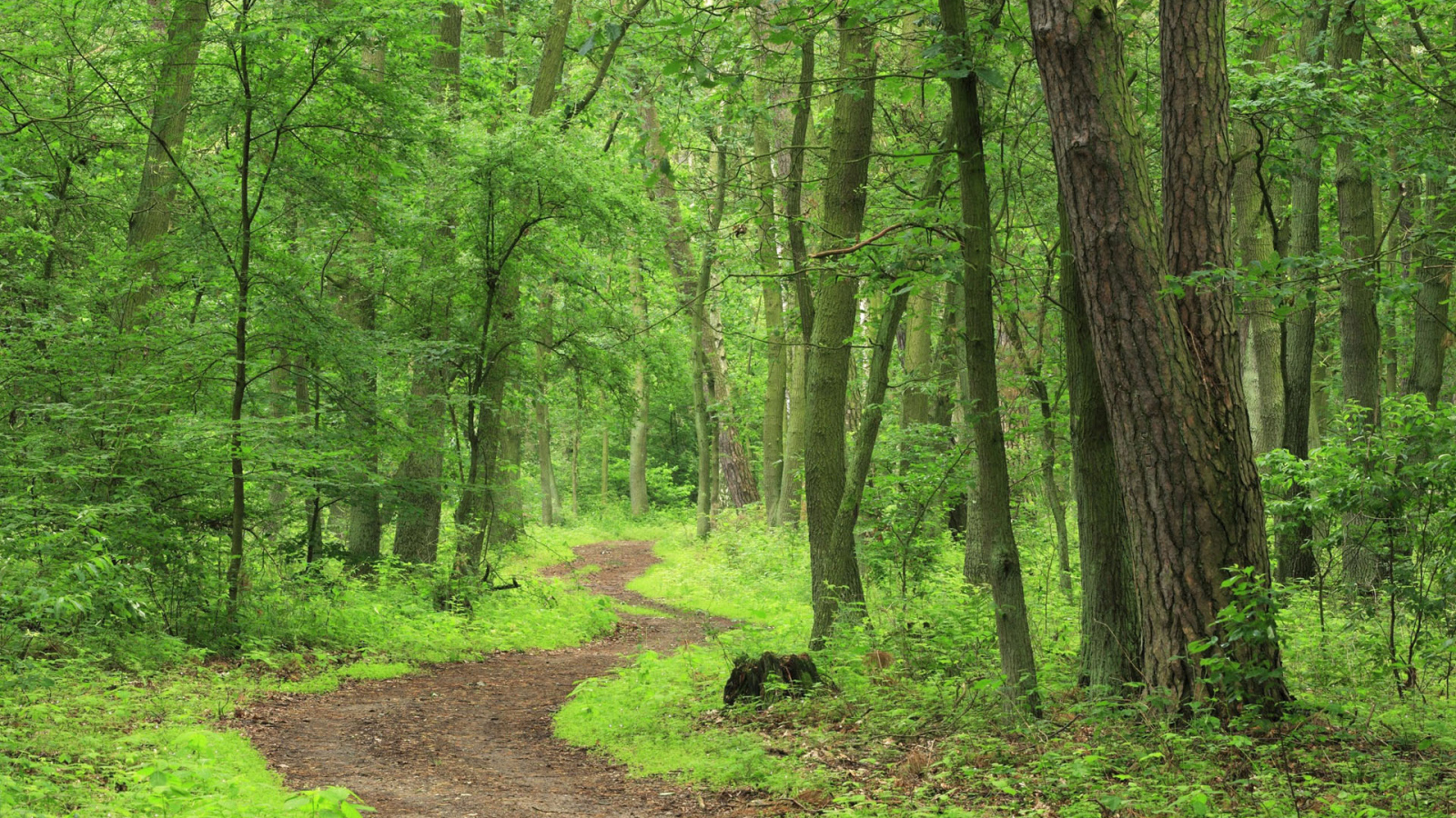 Forest Trail Wallpapers Wallpaper Cave