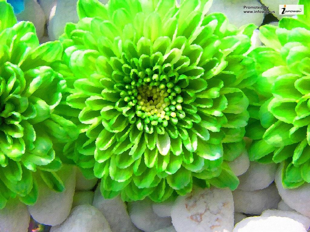 Green Flowers Wallpapers Wallpaper Cave