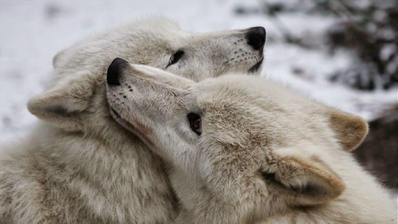 Valentines Day Wolf Wallpapers Wallpaper Cave