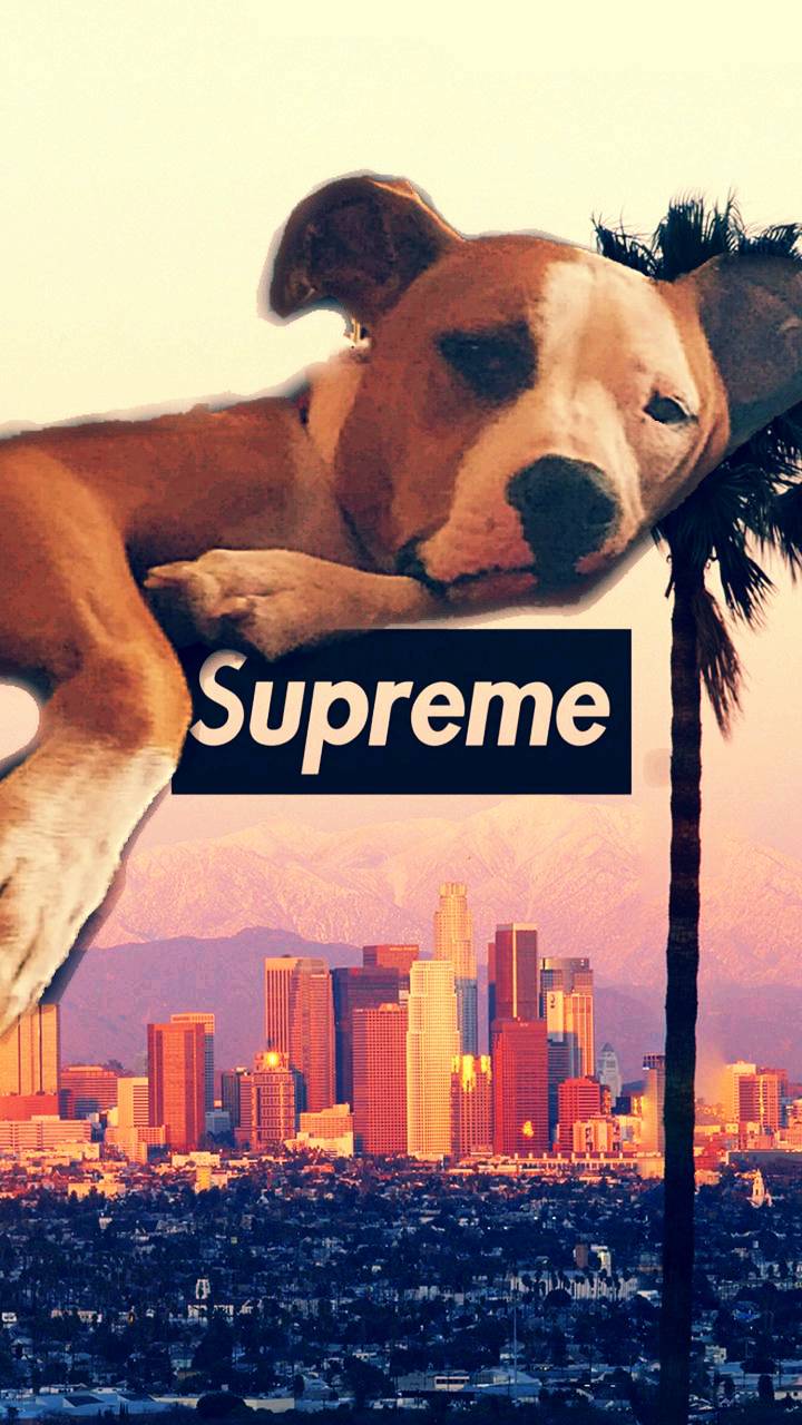 Dogs Supreme Wallpapers Wallpaper Cave