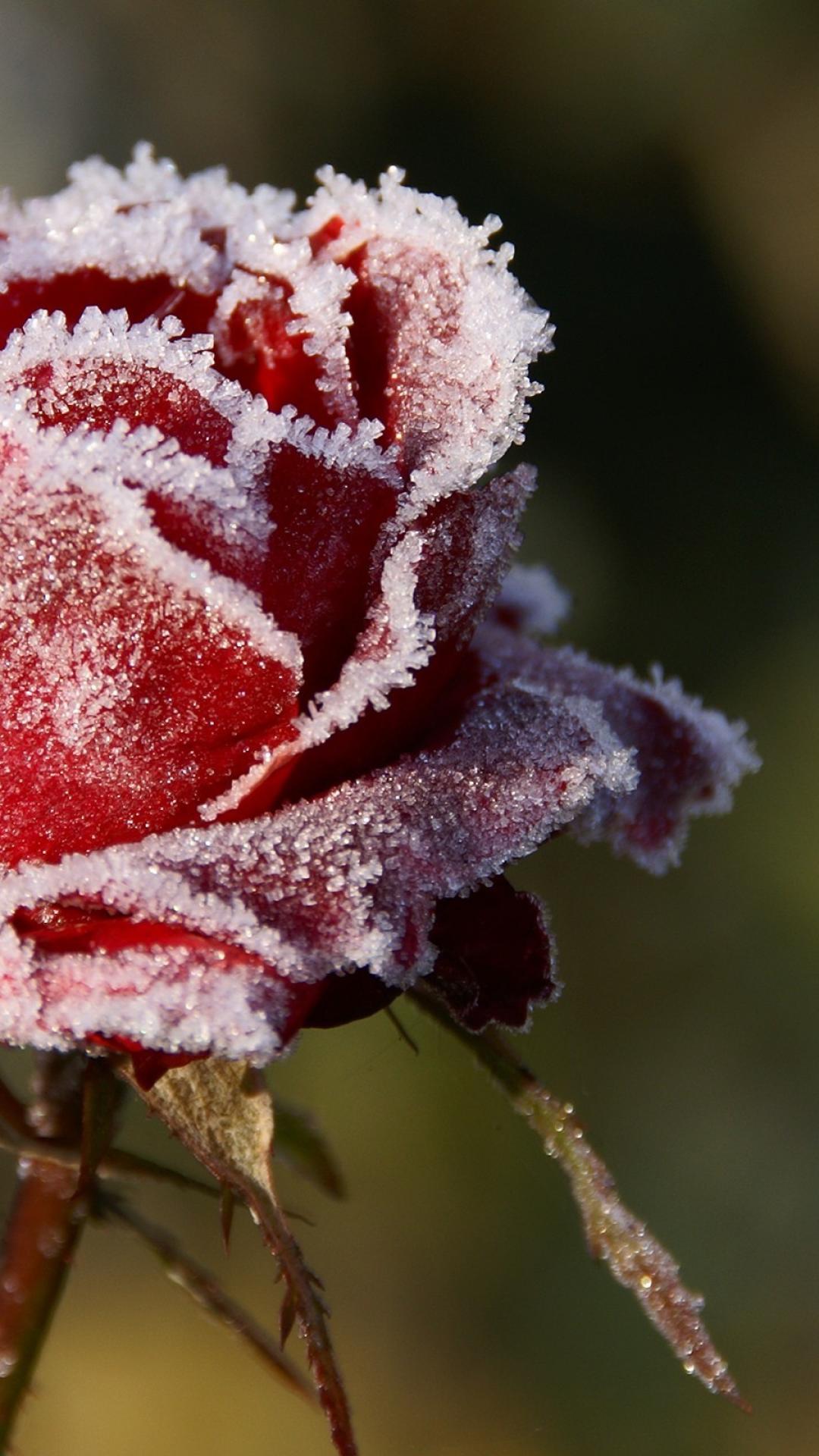 Frost Roses Wallpapers Wallpaper Cave