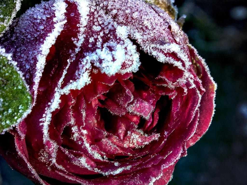 Frost Roses Wallpapers Wallpaper Cave