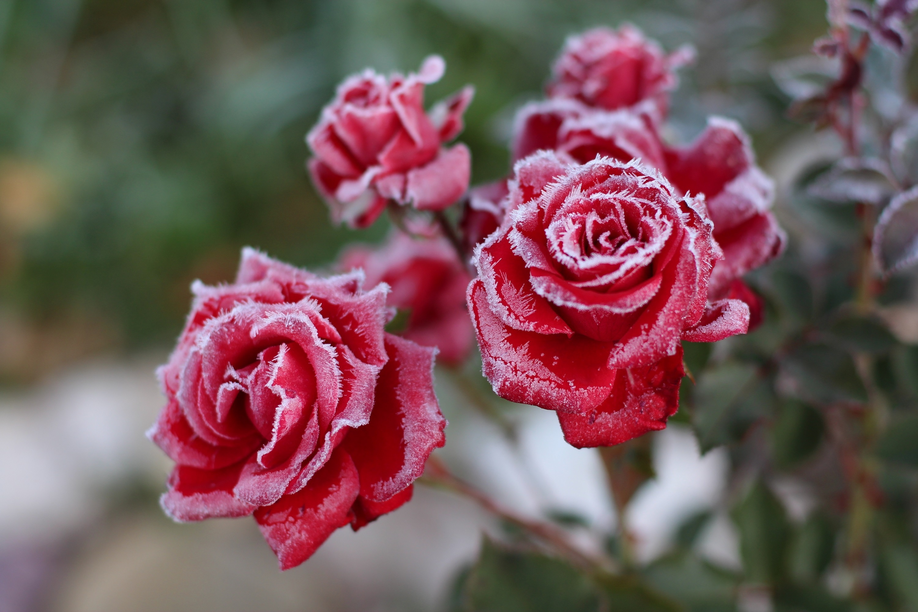 Frost Roses Wallpapers Wallpaper Cave