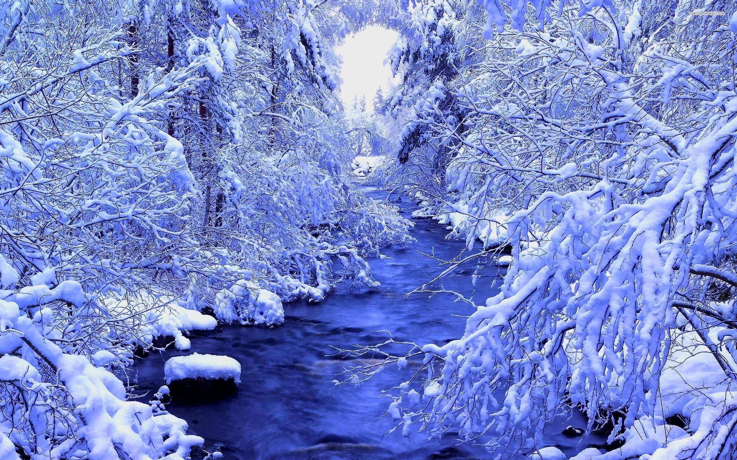 Winter Forest Wallpapers Wallpaper Cave