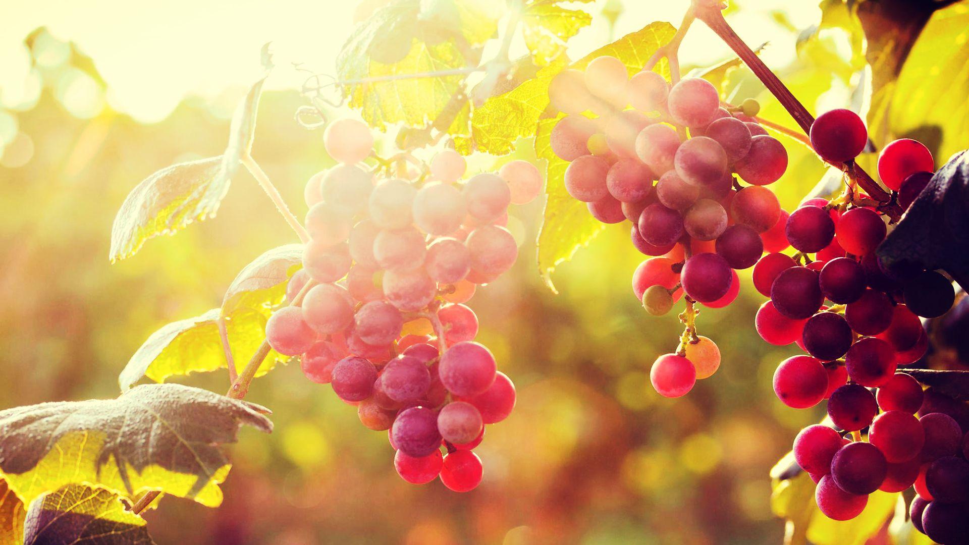 The Grape Wallpapers Wallpaper Cave