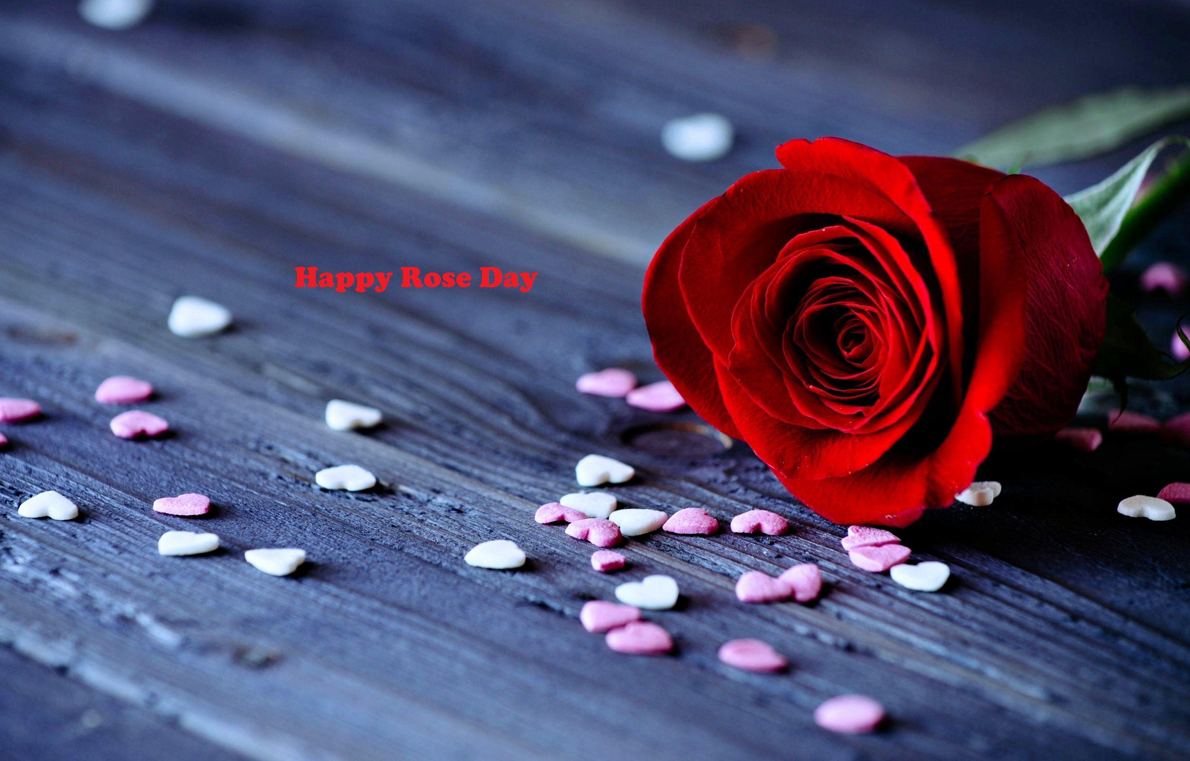 Rose Day Photography HD Wallpapers Wallpaper Cave