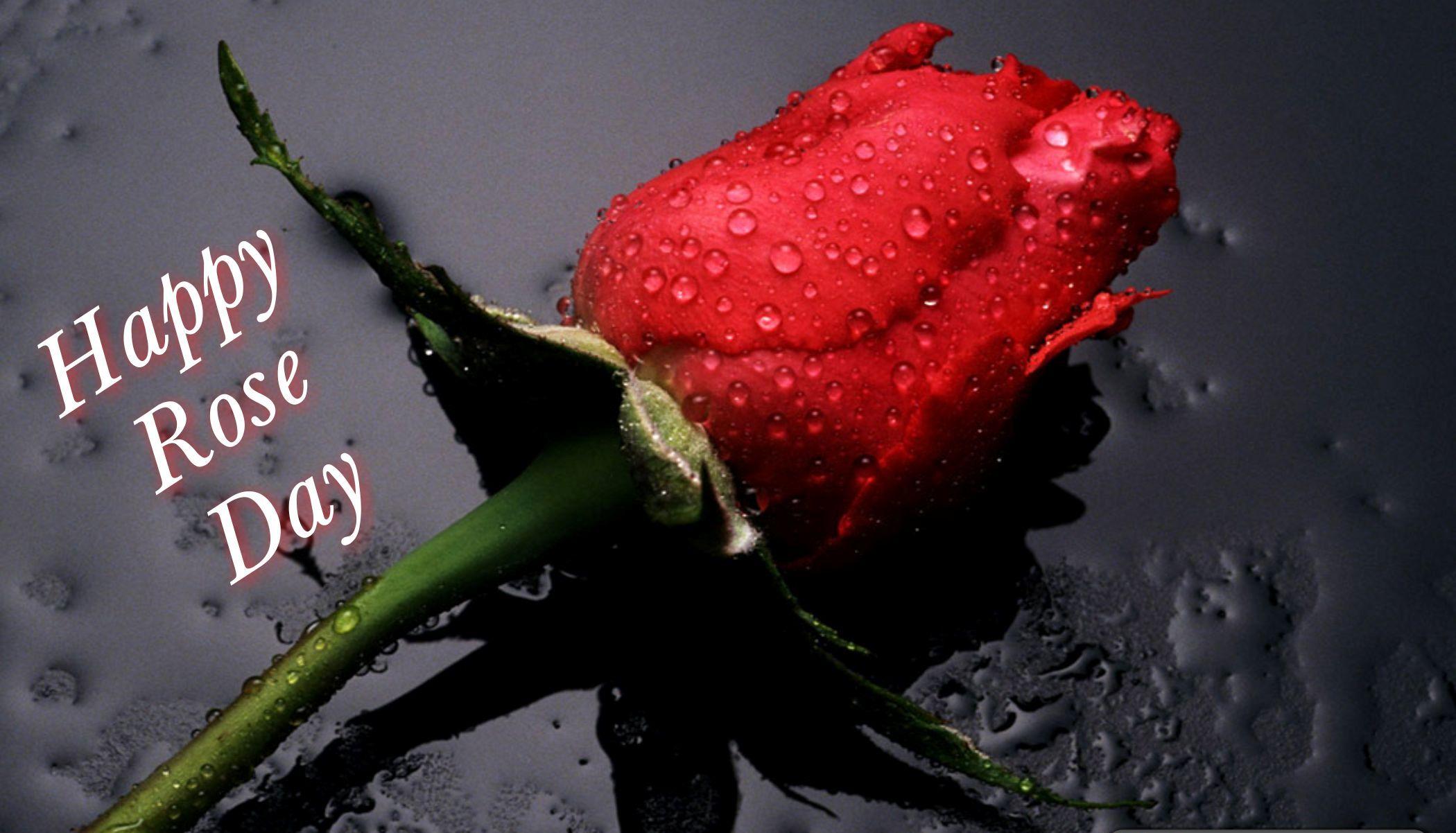 Rose Day Photography HD Wallpapers Wallpaper Cave
