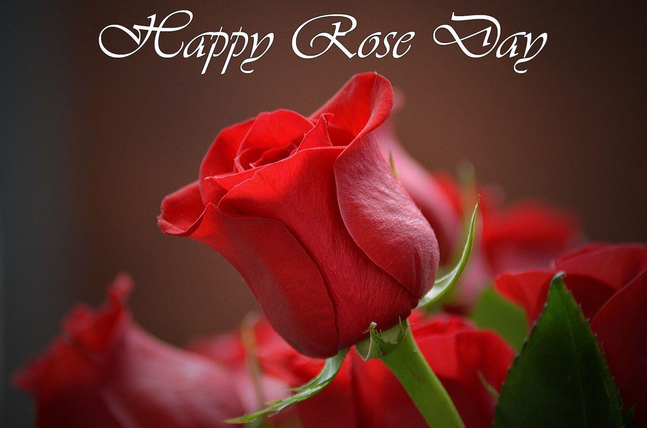 Rose Day Photography HD Wallpapers Wallpaper Cave