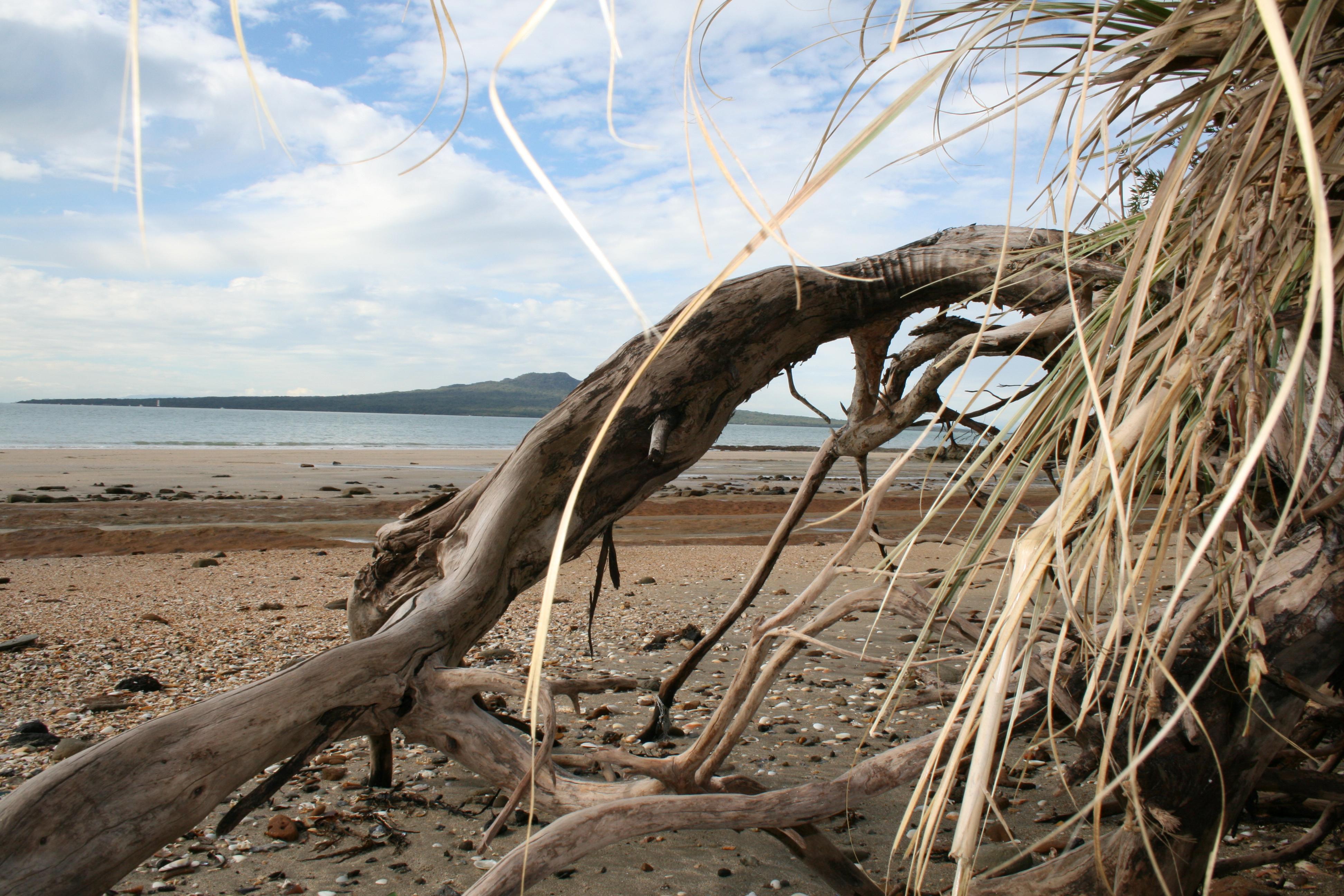 Driftwood Wallpapers Wallpaper Cave