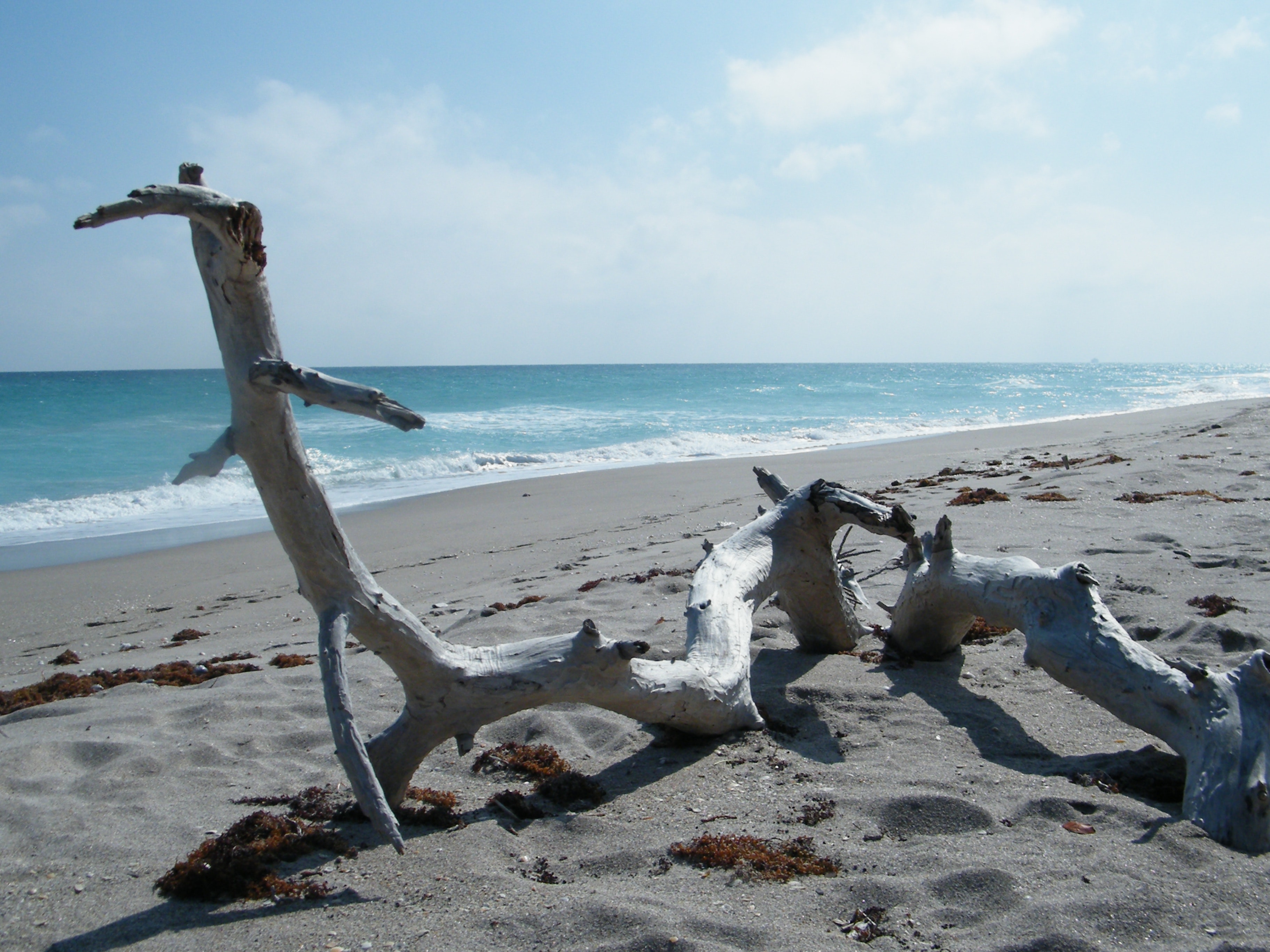 Driftwood Wallpapers Wallpaper Cave