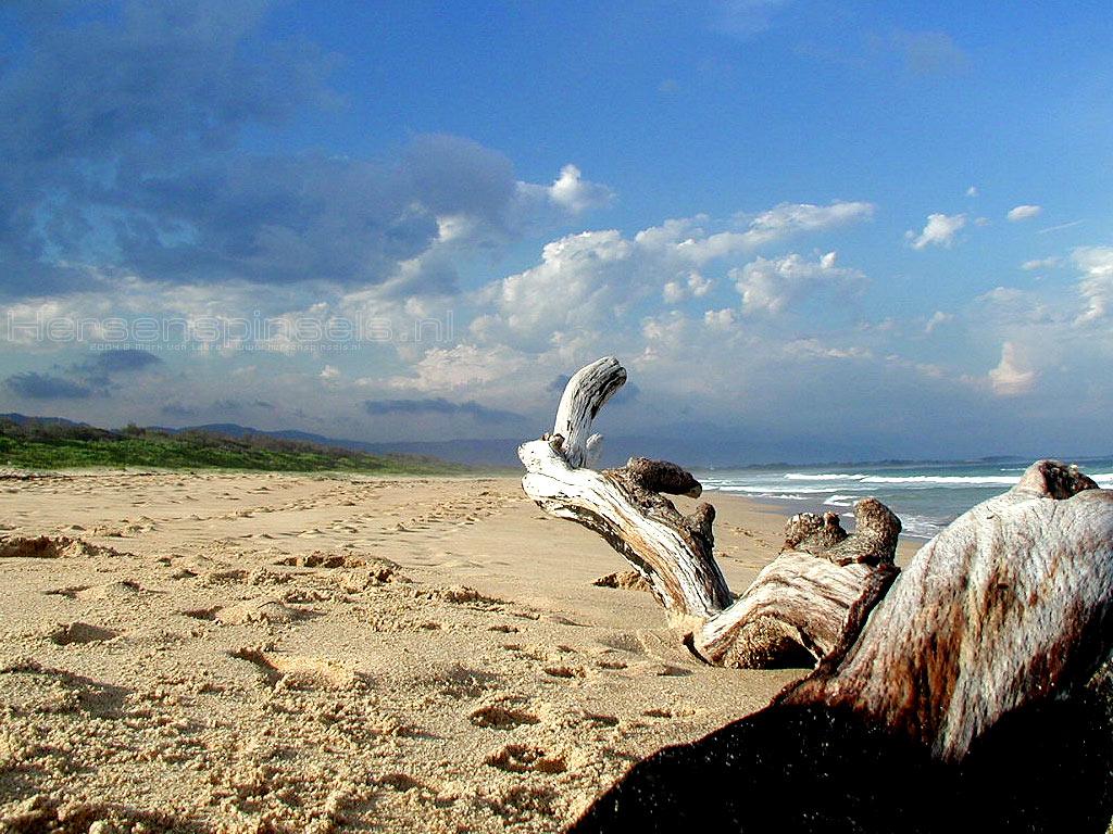 Driftwood Wallpapers Wallpaper Cave