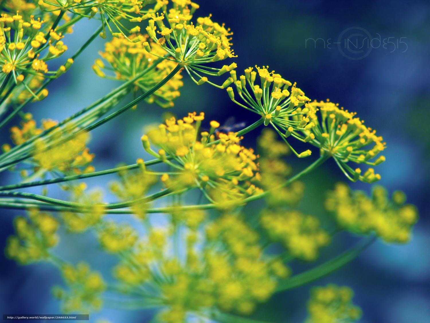 Dill Wallpapers Wallpaper Cave