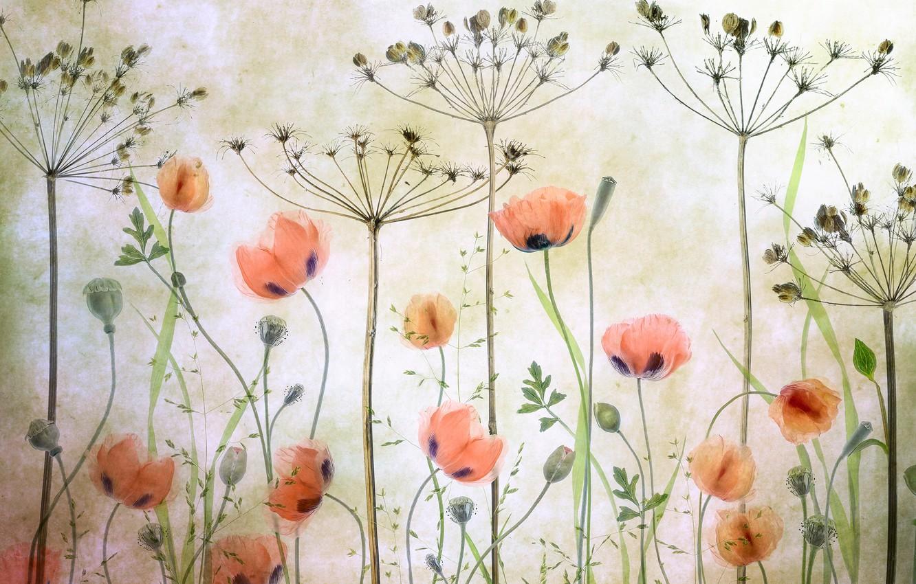 Dill Wallpapers Wallpaper Cave