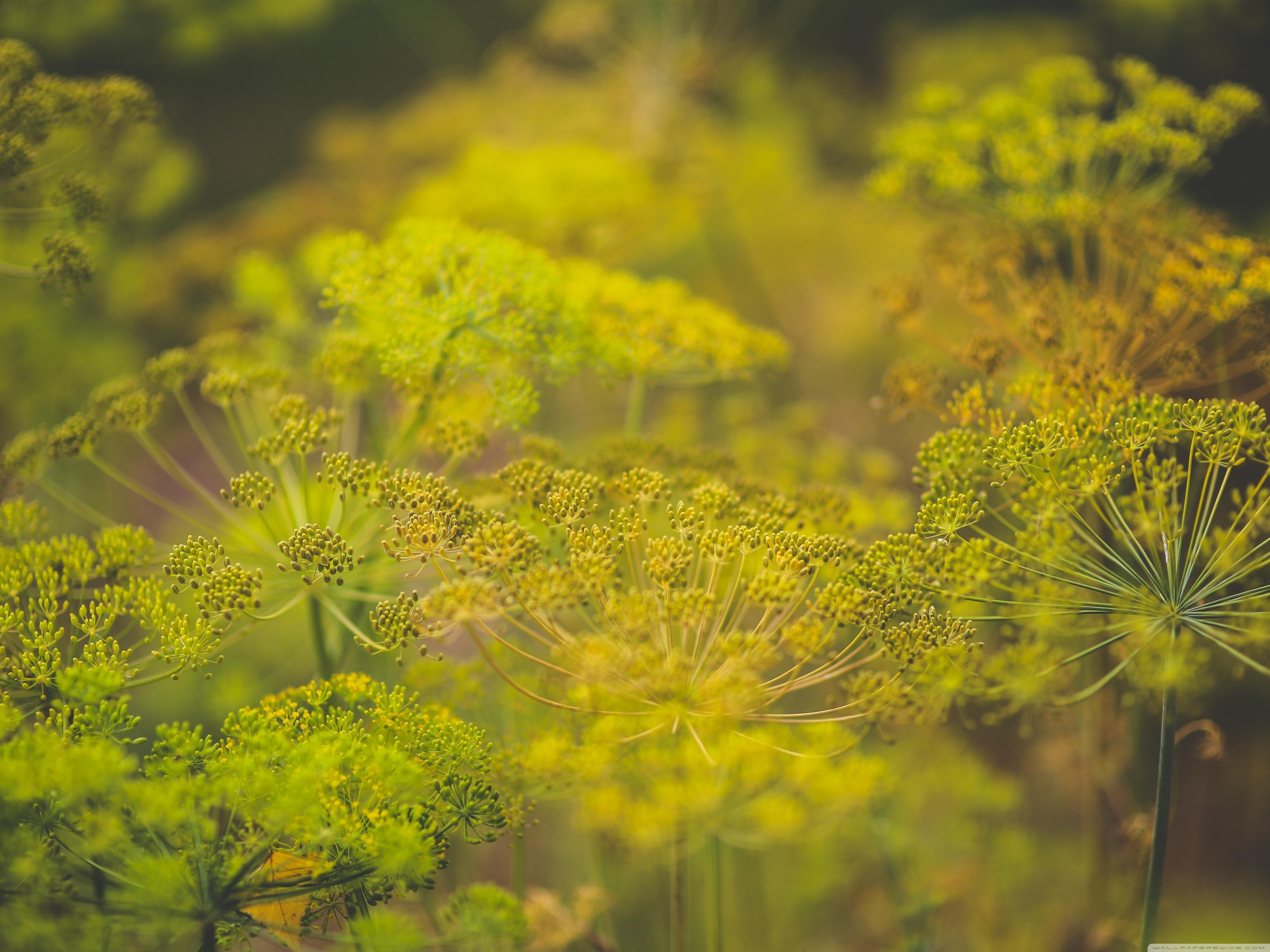 Dill Wallpapers Wallpaper Cave