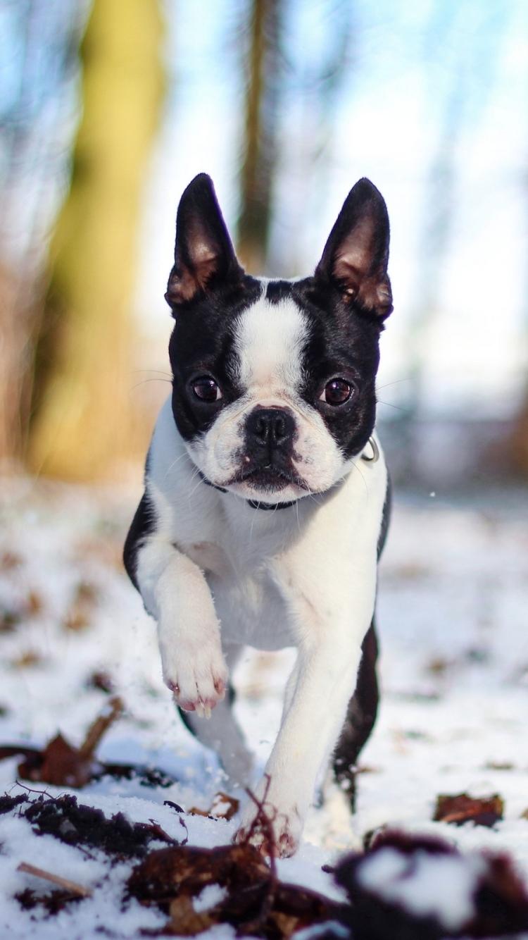 Boston Terrier iPhone Wallpapers Wallpaper Cave