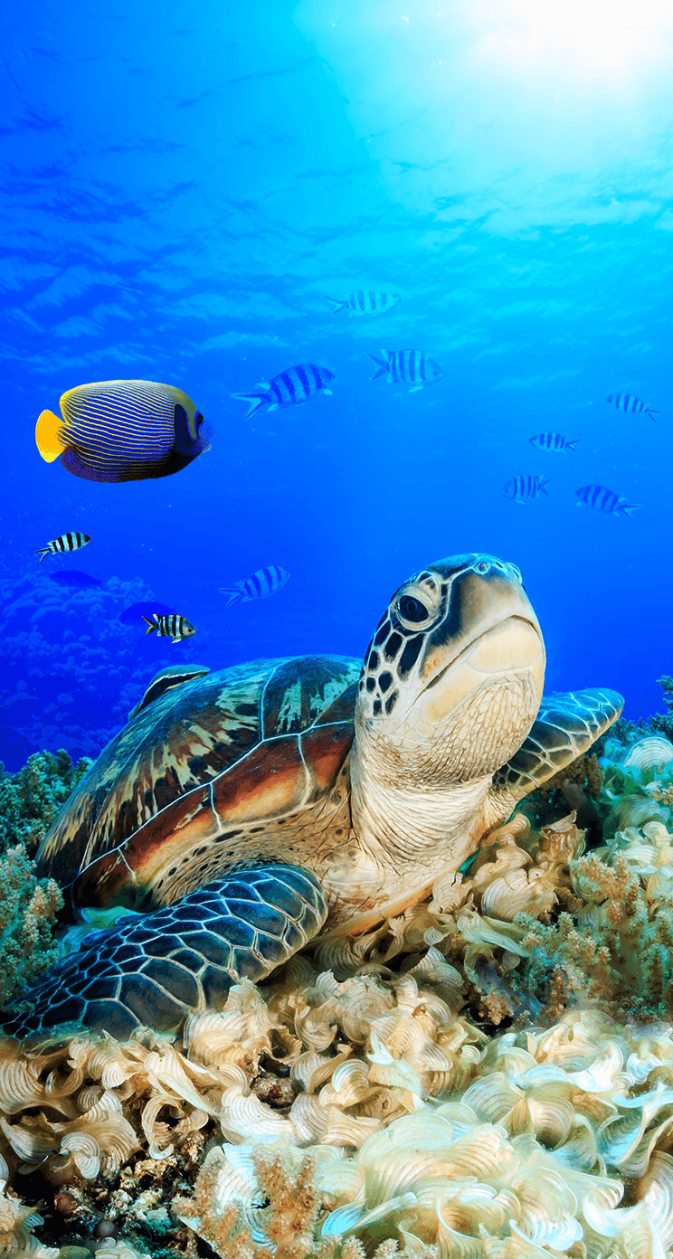 Sea Turtle Phone Wallpapers Wallpaper Cave