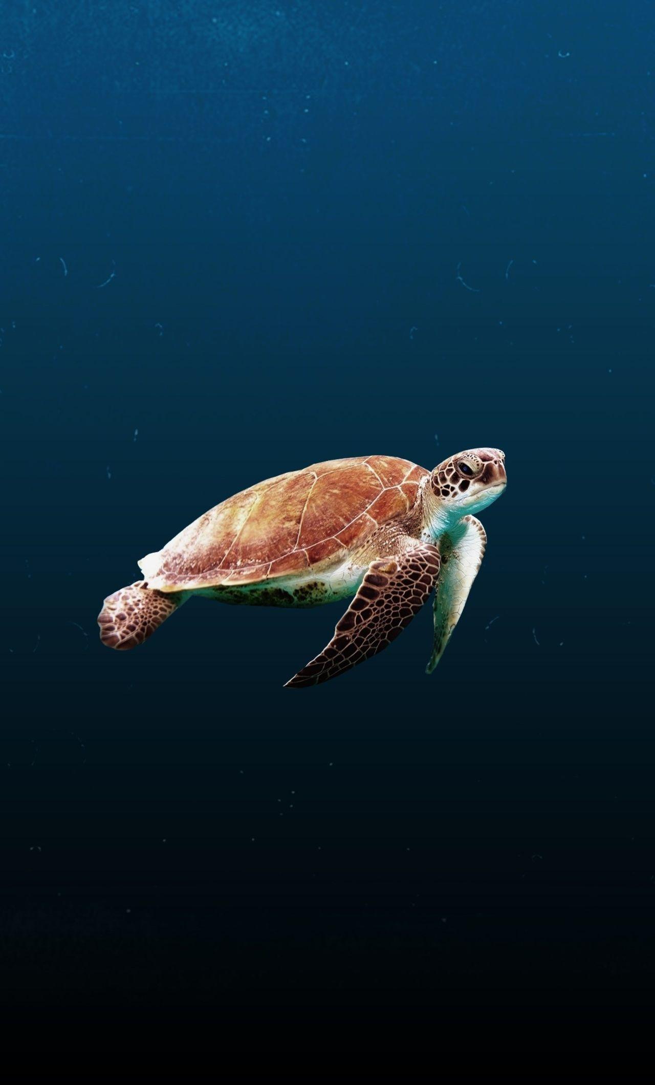 Sea Turtle Phone Wallpapers Wallpaper Cave