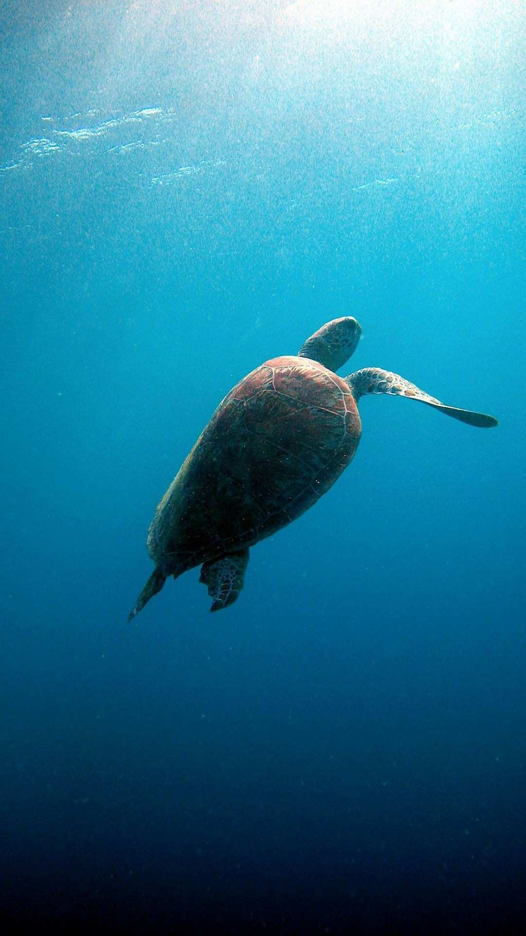 Sea Turtle Phone Wallpapers Wallpaper Cave