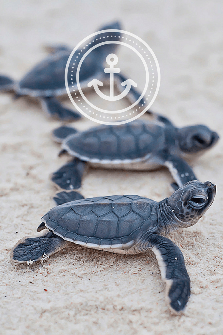 Sea Turtle Phone Wallpapers Wallpaper Cave
